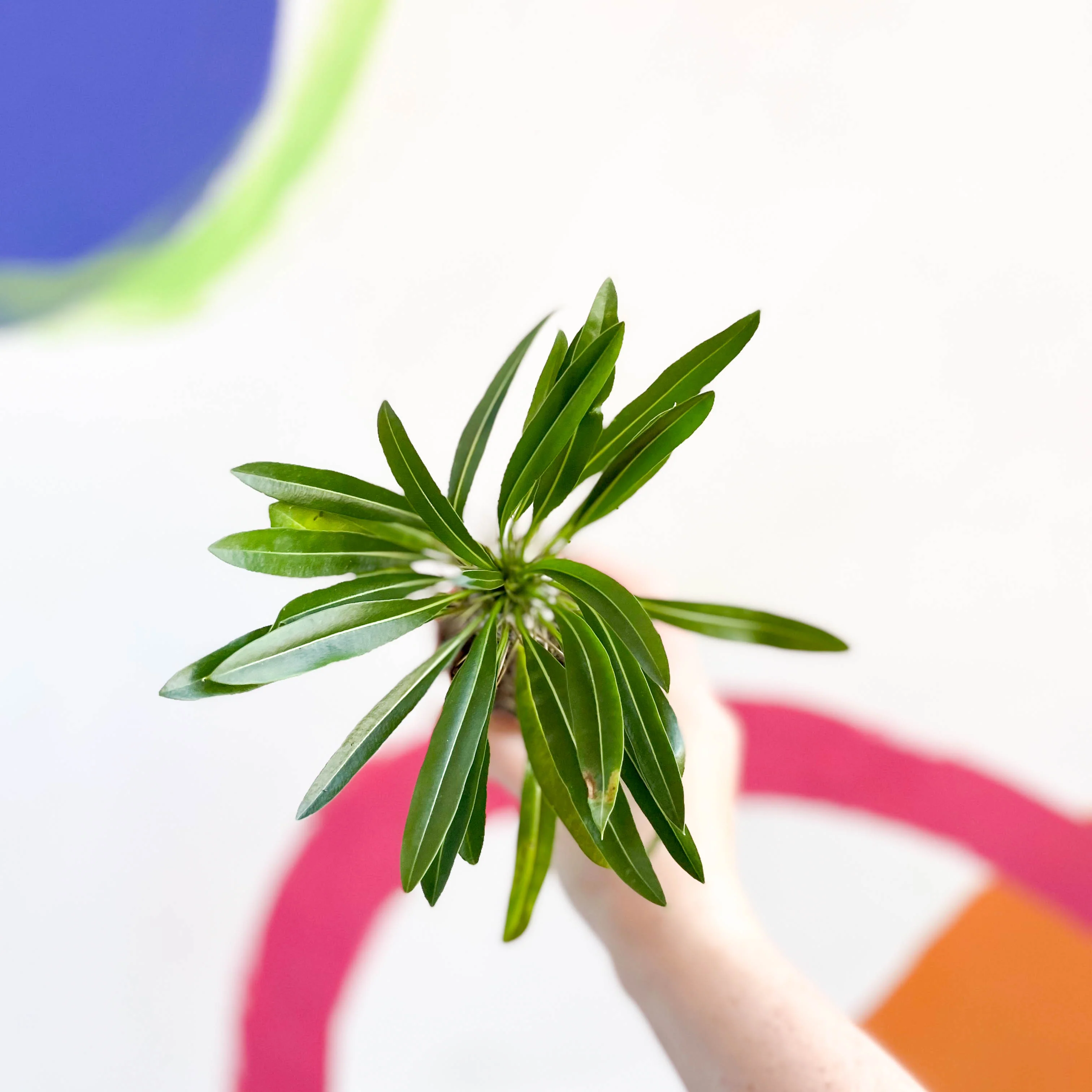 Pachypodium lamerei - Madagascar Palm - Image 6