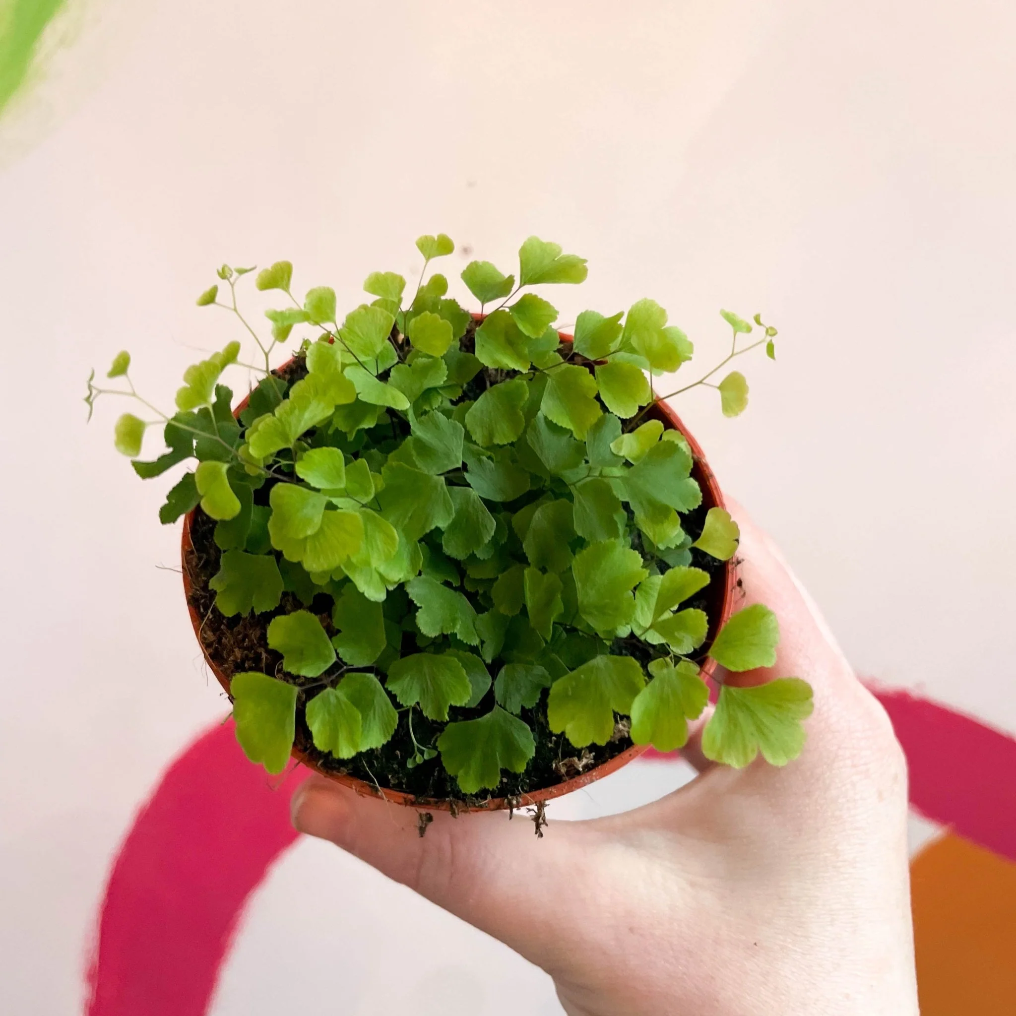 Adiantum raddianum 'Fragrans' - Maidenhair Fern - Image 10