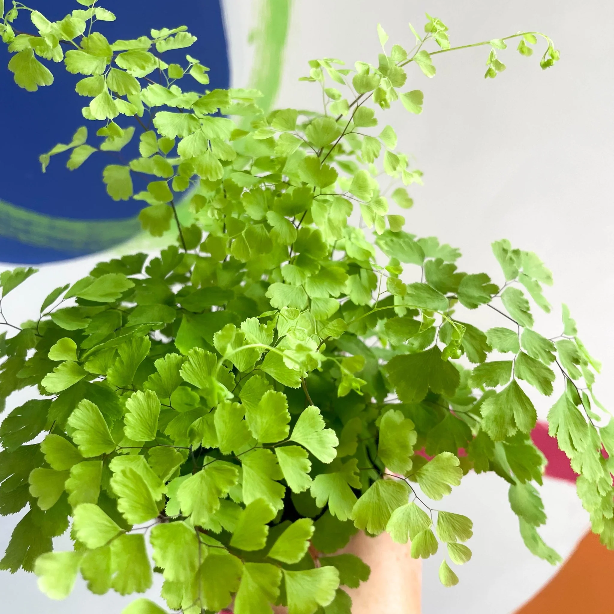 Adiantum raddianum 'Fragrans' - Maidenhair Fern - Image 3