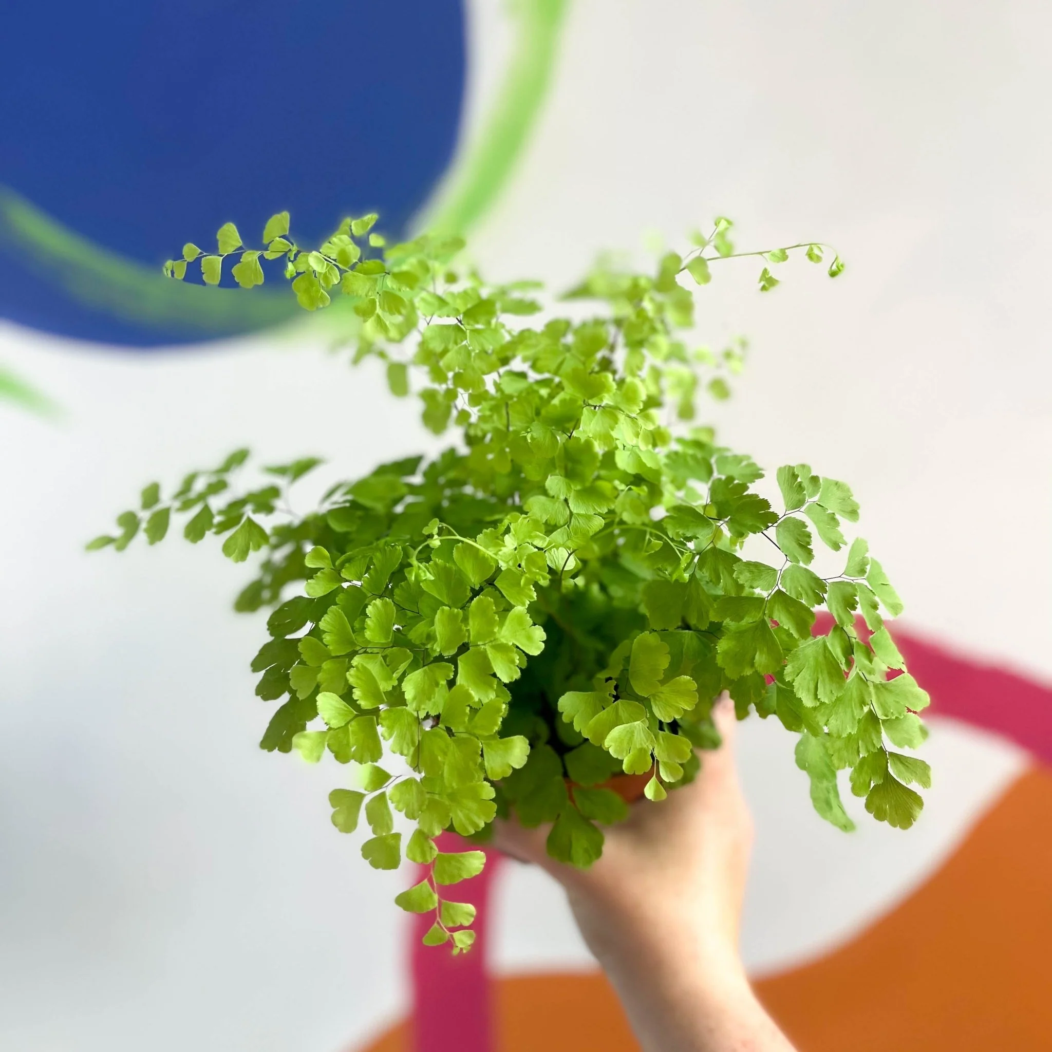 Adiantum raddianum 'Fragrans' - Maidenhair Fern - Image 4