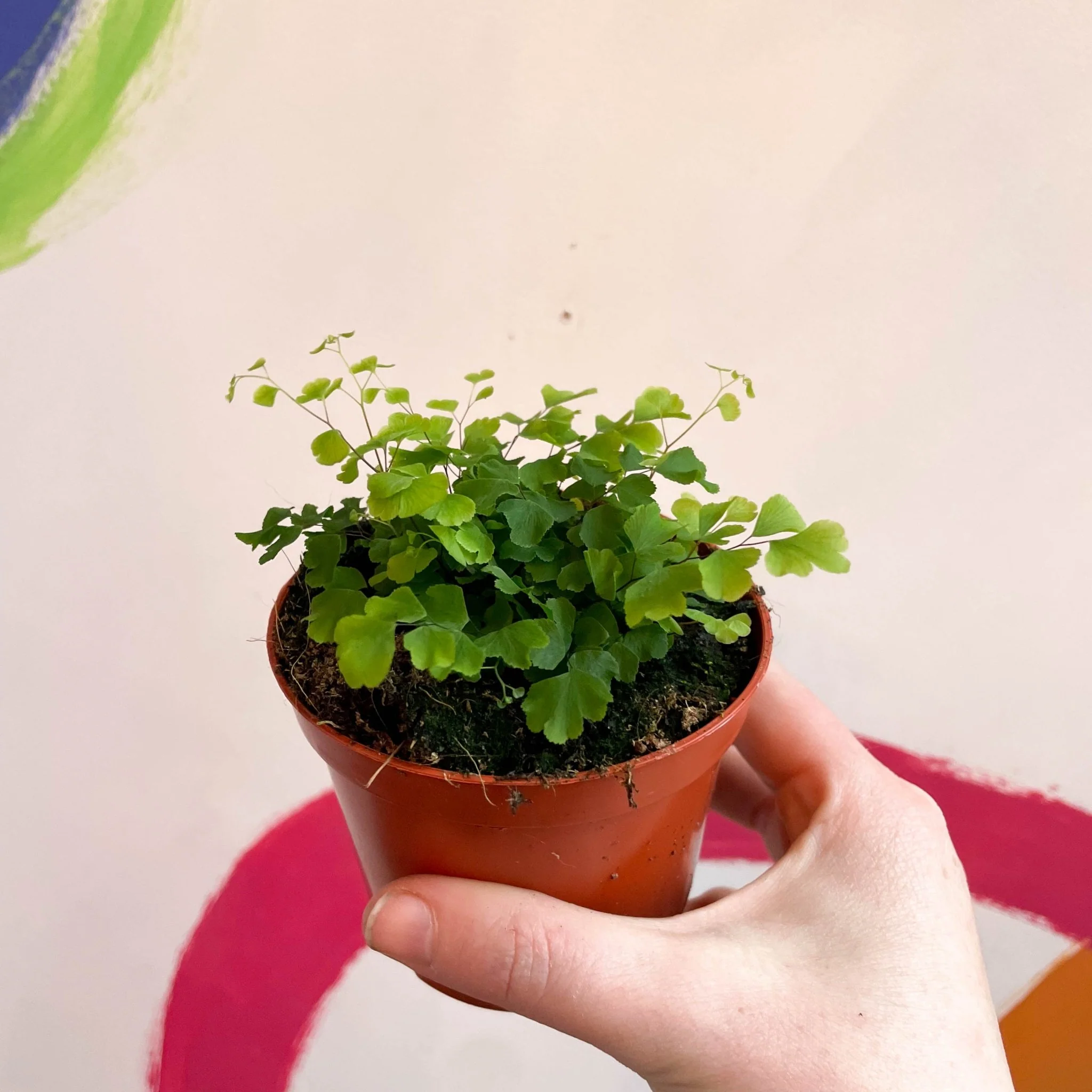 Adiantum raddianum 'Fragrans' - Maidenhair Fern - Image 5