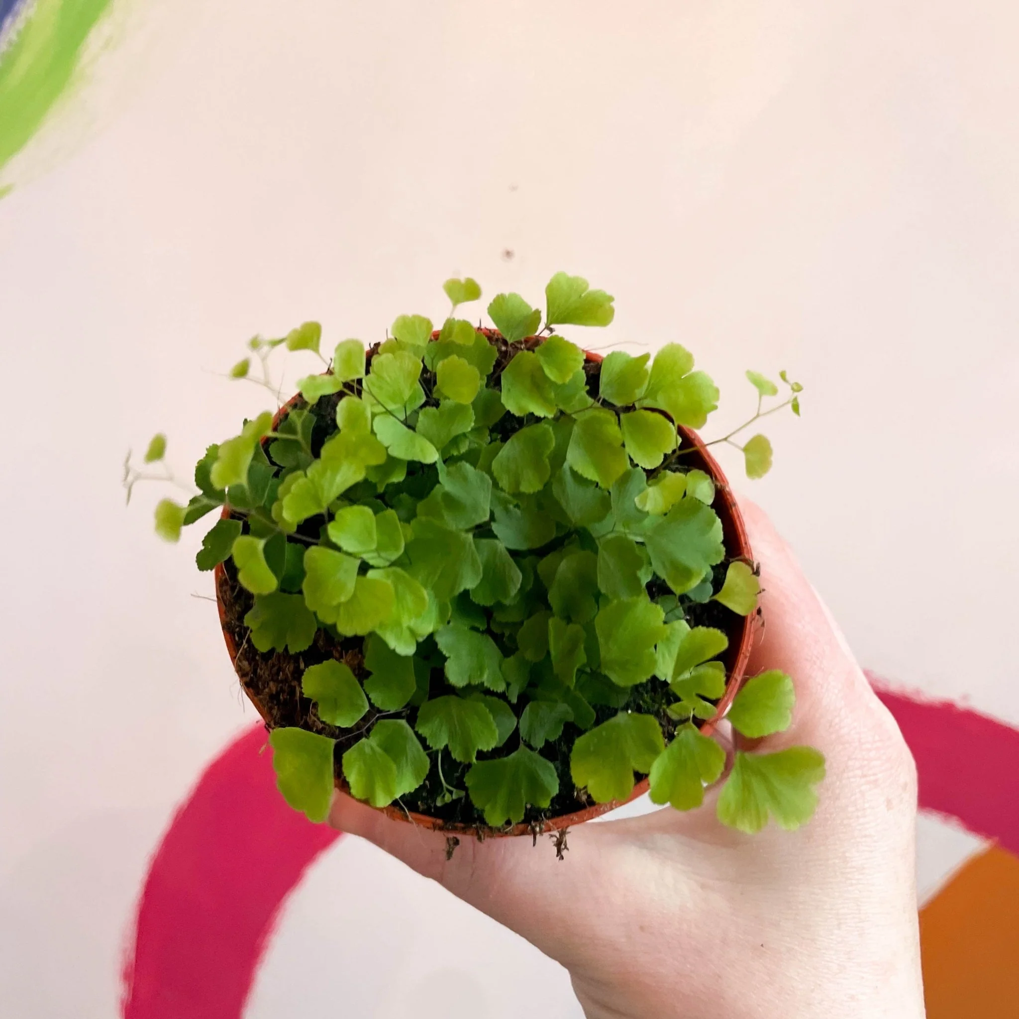 Adiantum raddianum 'Fragrans' - Maidenhair Fern - Image 6