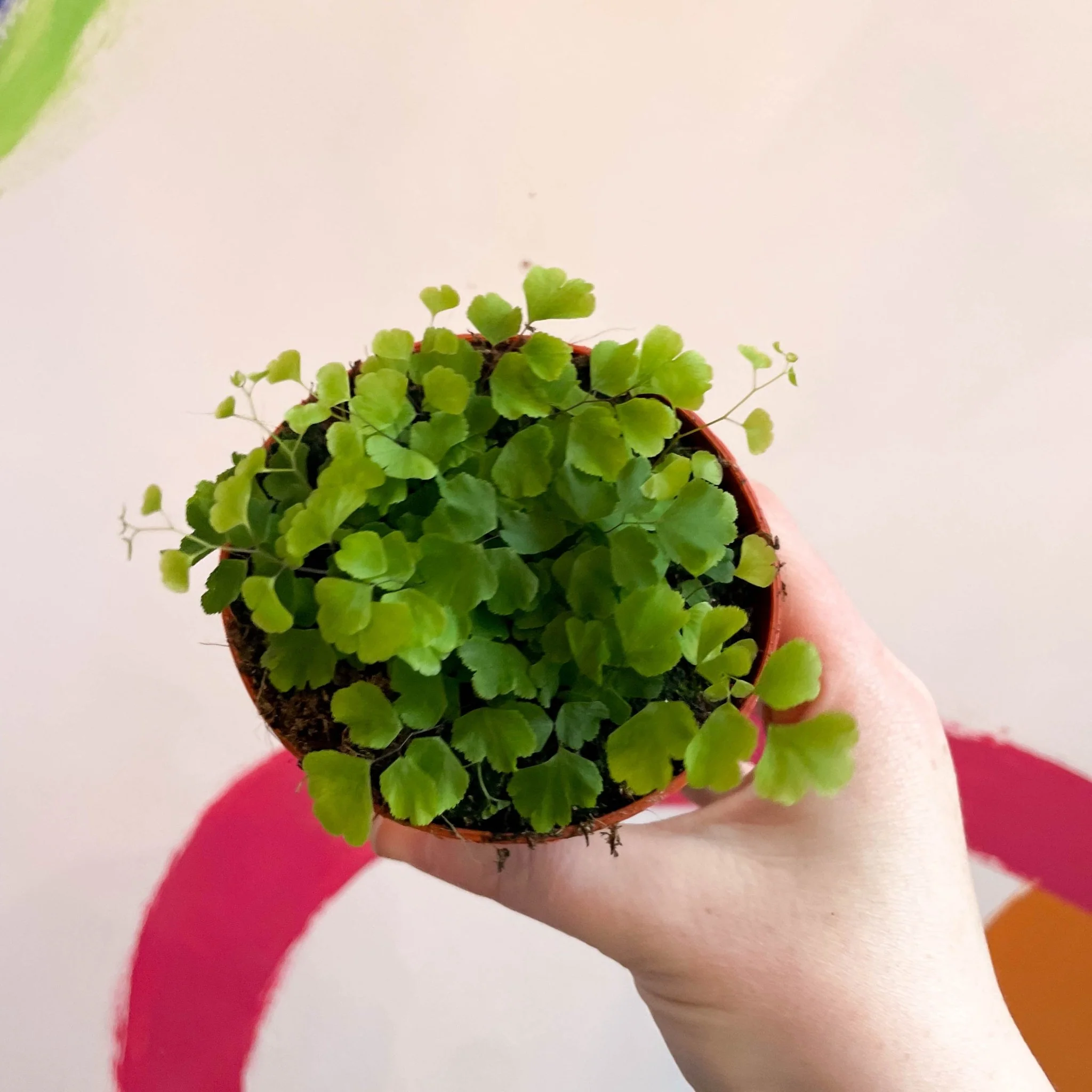 Adiantum raddianum 'Fragrans' - Maidenhair Fern - Image 7