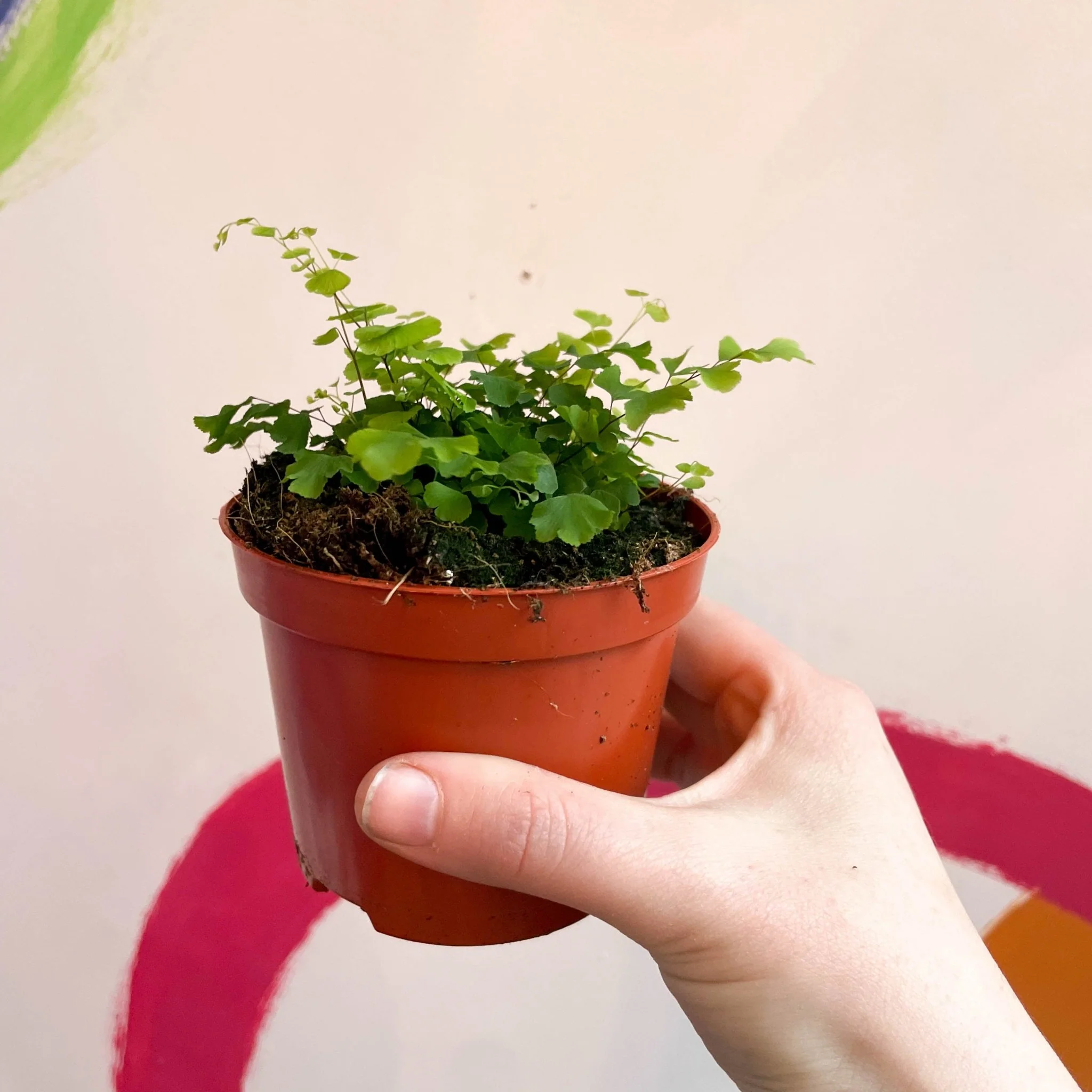 Adiantum raddianum 'Fragrans' - Maidenhair Fern - Image 8