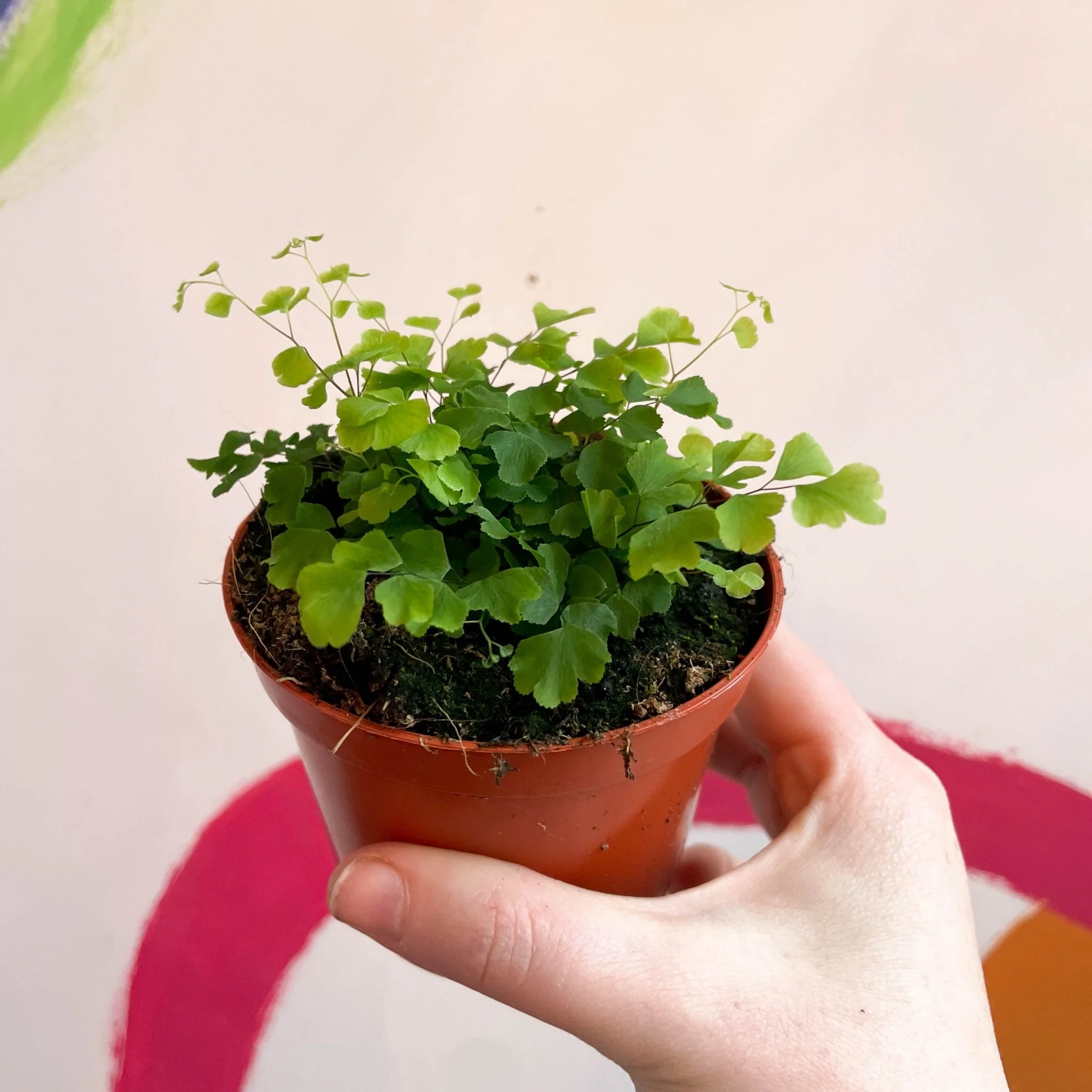 Adiantum raddianum 'Fragrans' - Maidenhair Fern - Image 9