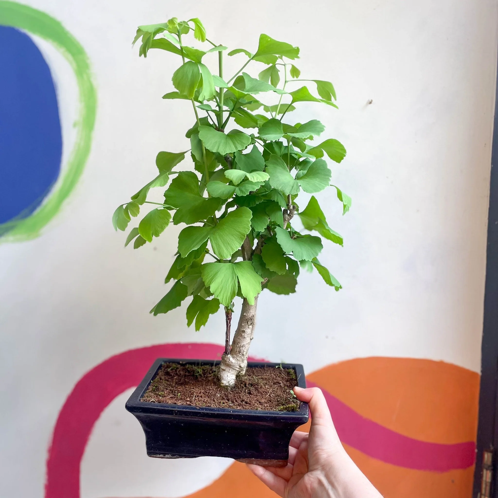 Bonsai - Maidenhair Tree - Ginkgo biloba