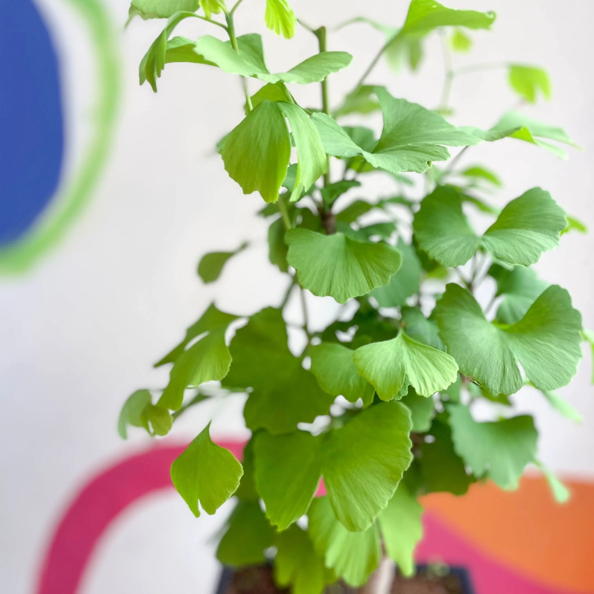 Bonsai - Maidenhair Tree - Ginkgo biloba - Image 2