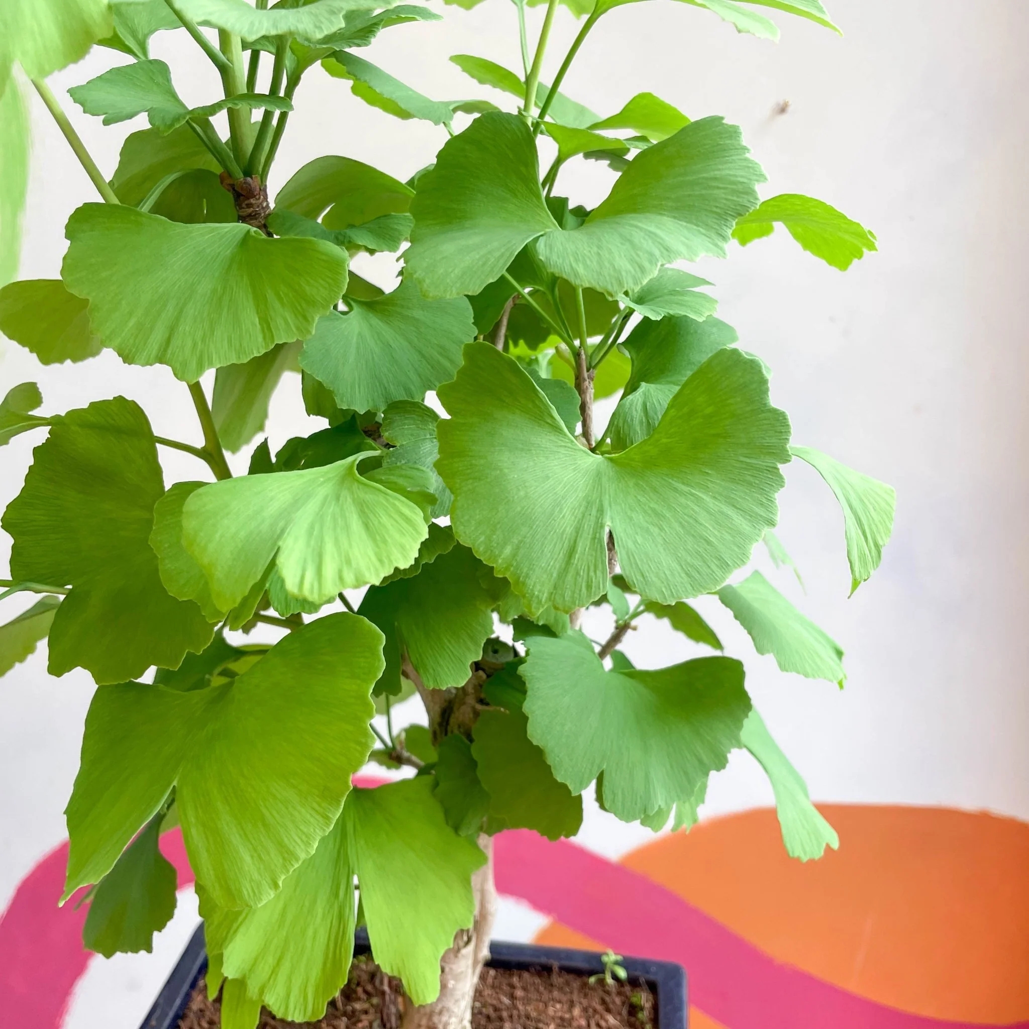 Bonsai - Maidenhair Tree - Ginkgo biloba - Image 3