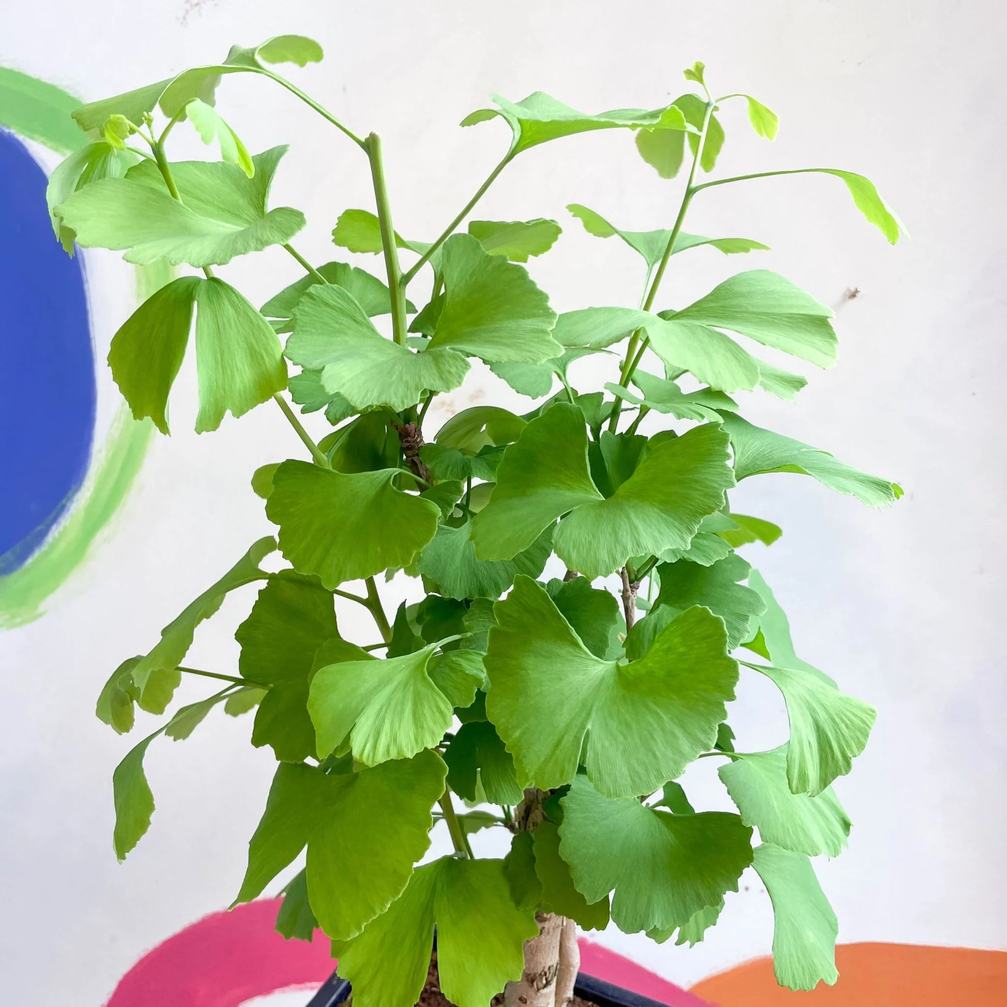 Bonsai - Maidenhair Tree - Ginkgo biloba - Image 4
