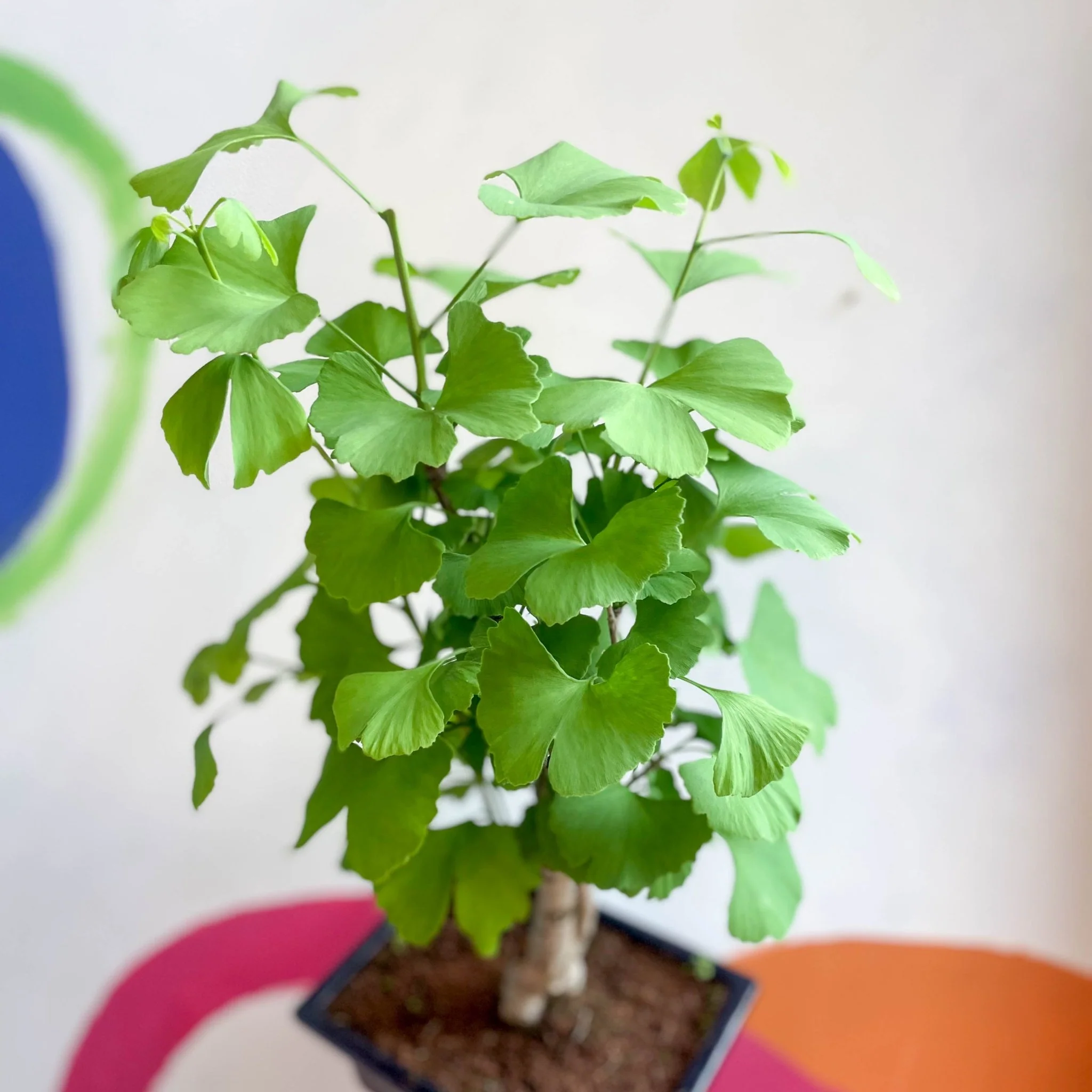 Bonsai - Maidenhair Tree - Ginkgo biloba - Image 5