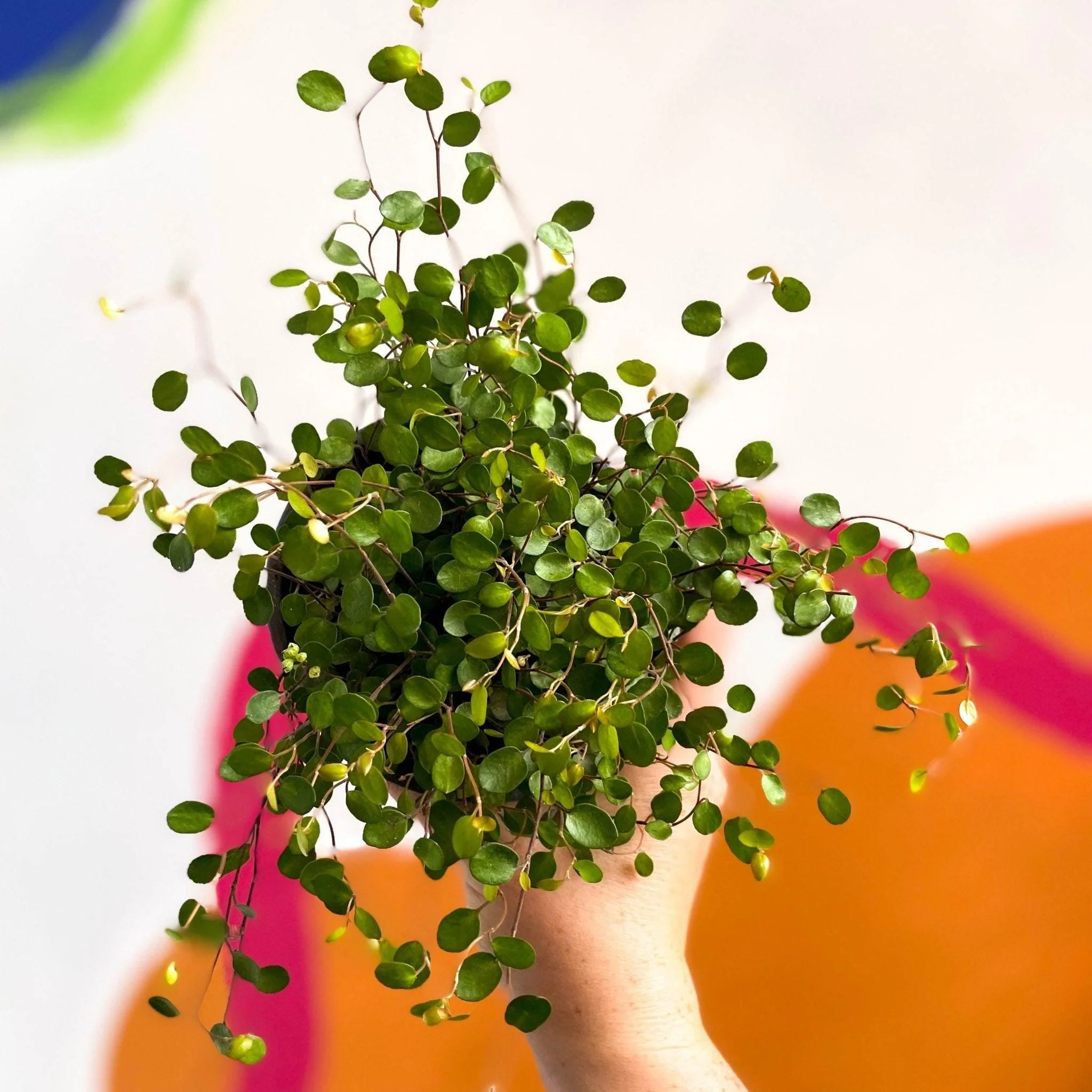 Muehlenbeckia complexa - Maidenhair Vine