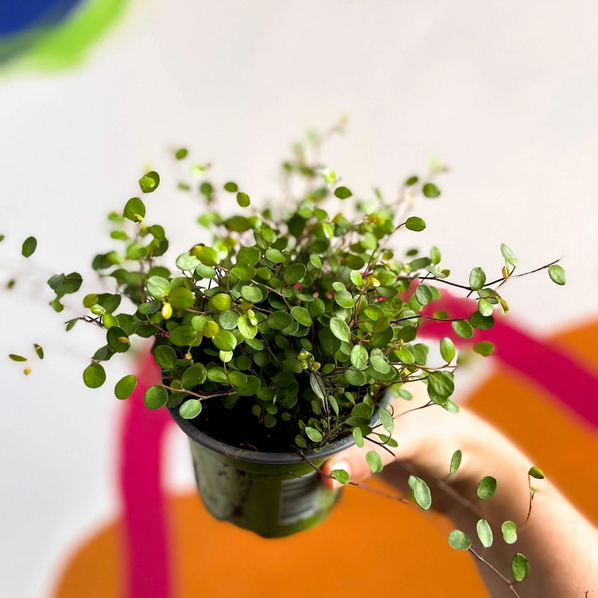 Muehlenbeckia complexa - Maidenhair Vine - Image 2