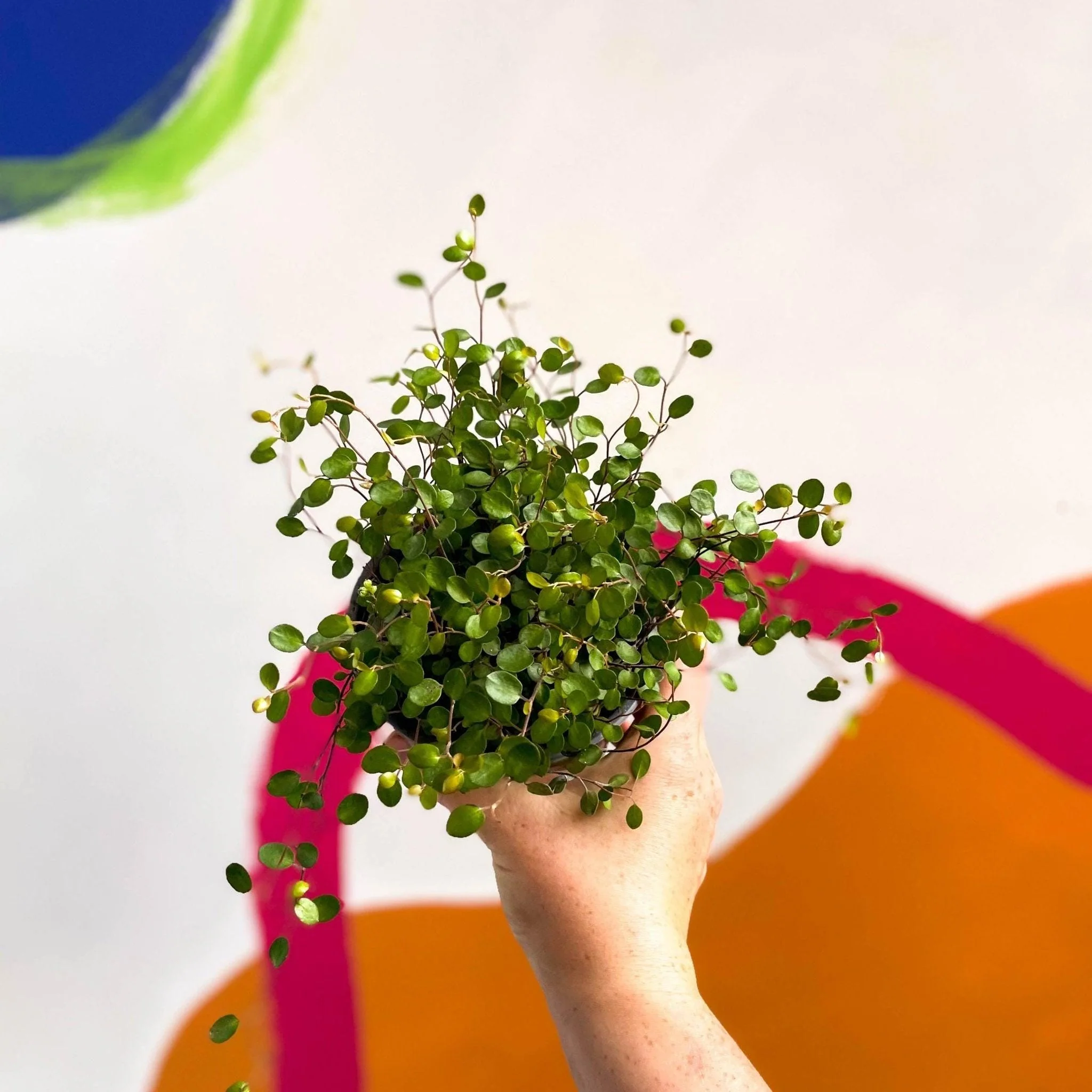 Muehlenbeckia complexa - Maidenhair Vine - Image 3
