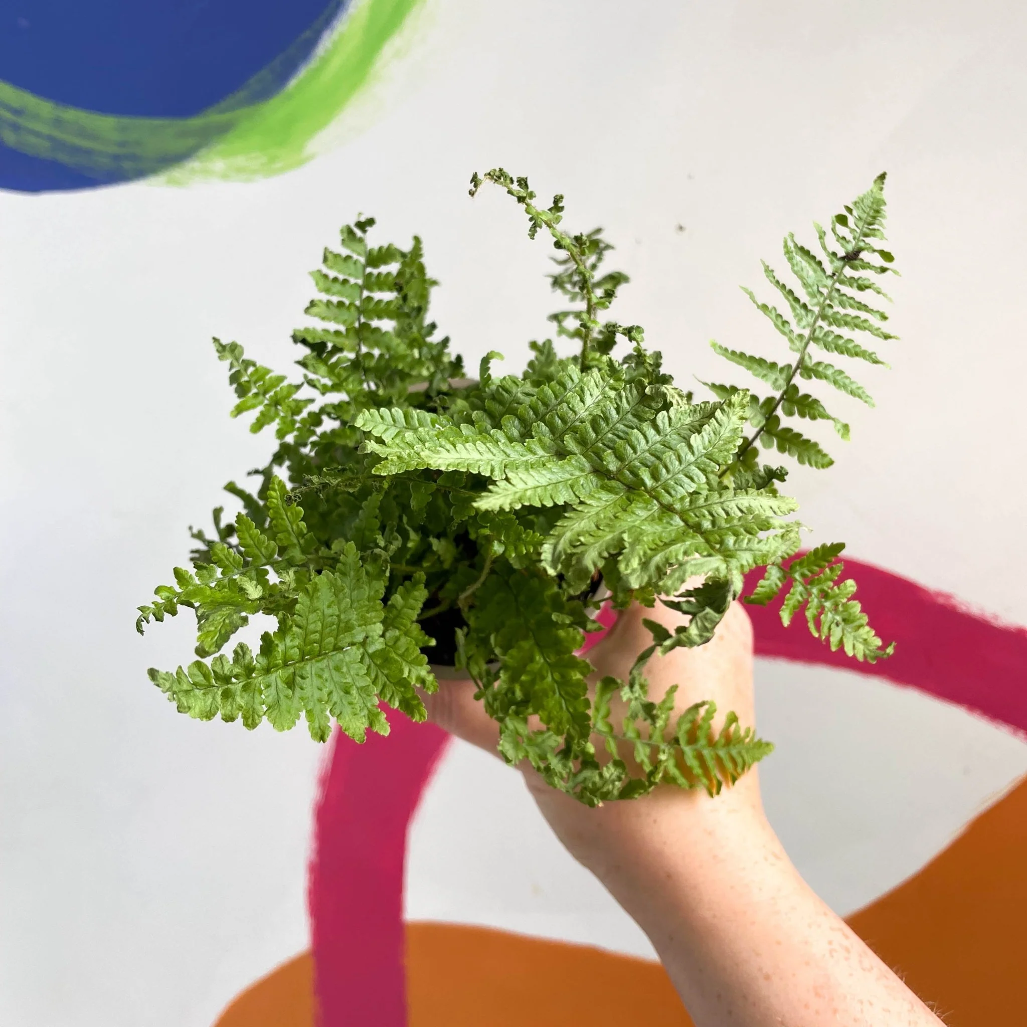 Dryopteris filix-mas - Male Fern - British Grown - Image 2