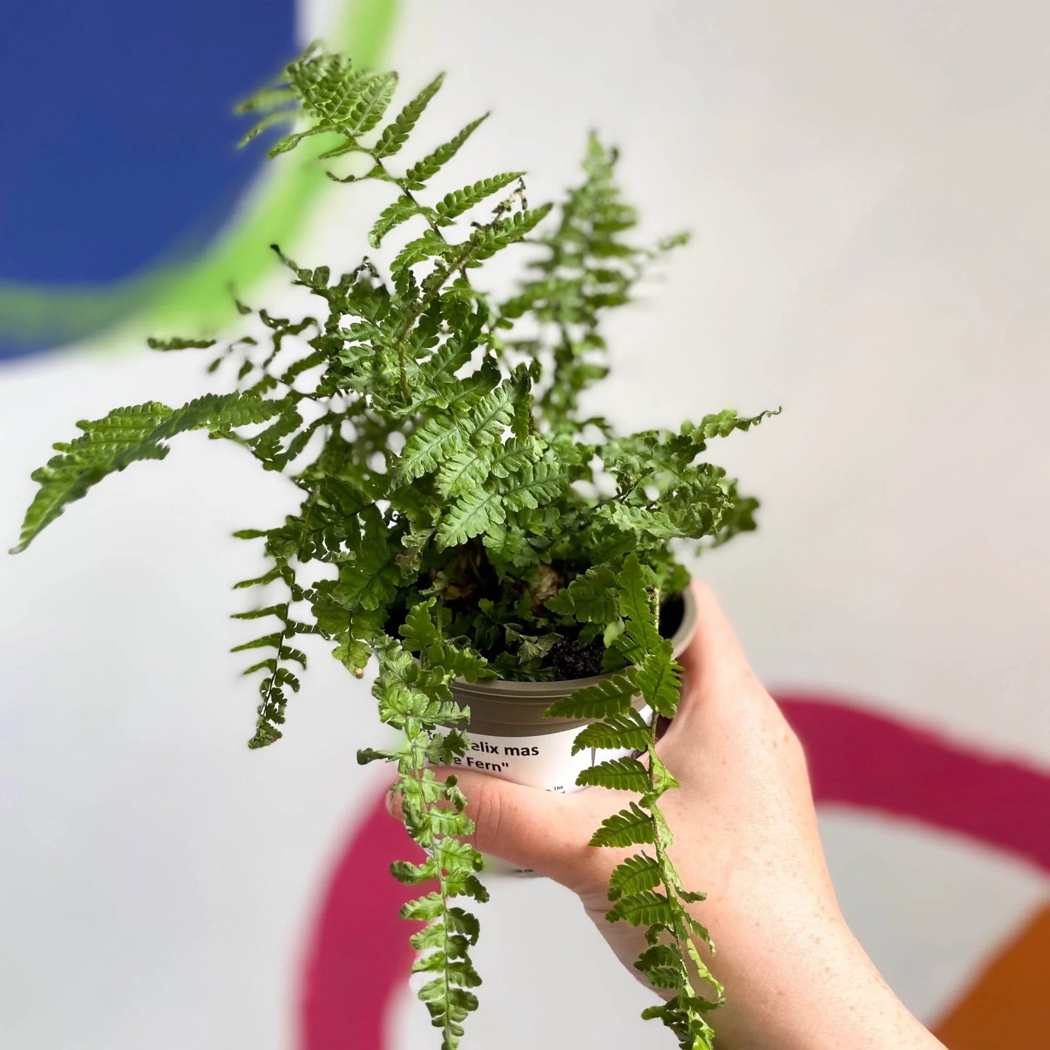 Dryopteris filix-mas - Male Fern - British Grown - Image 3