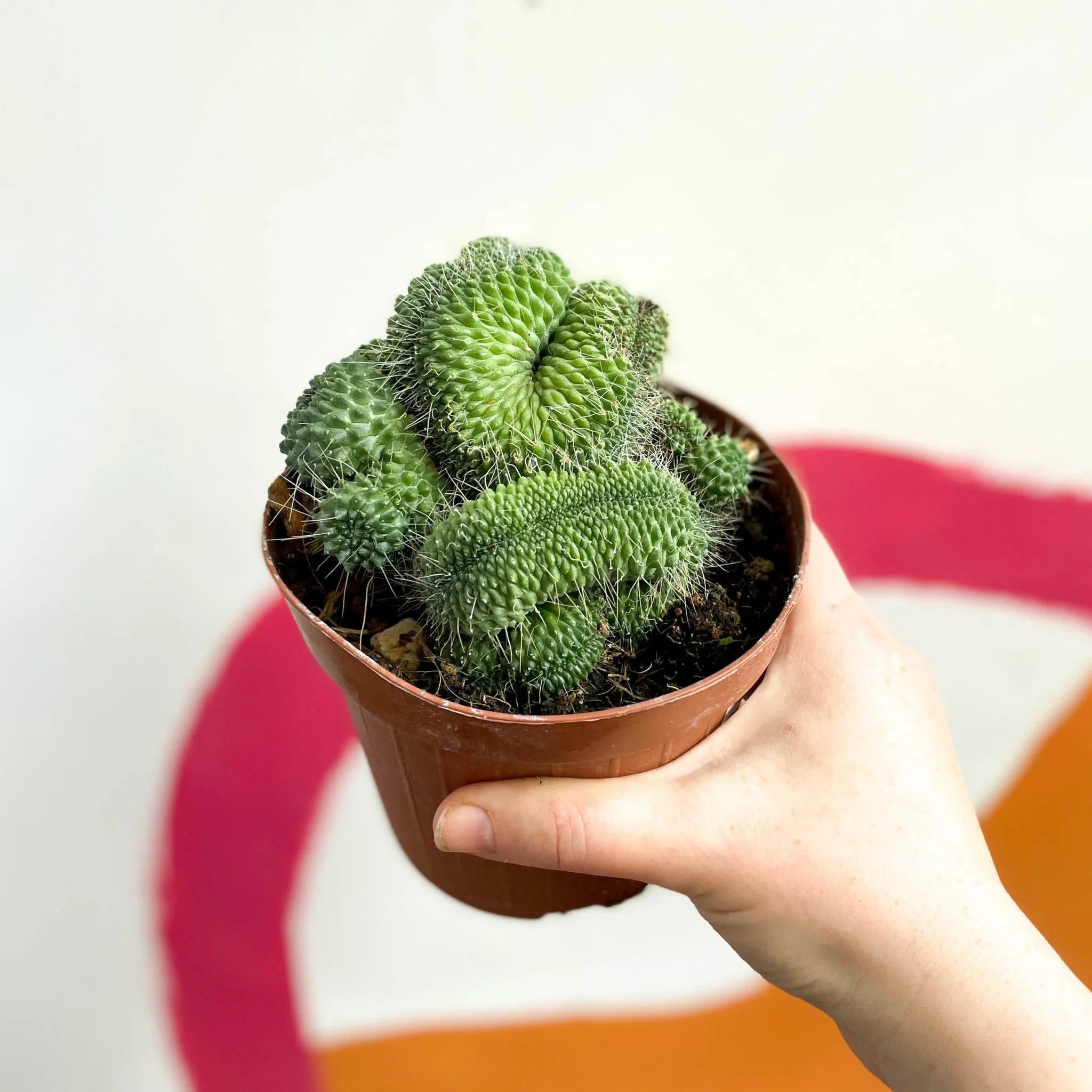 Mammillaria spinosissima 'Un Pico Cristata'