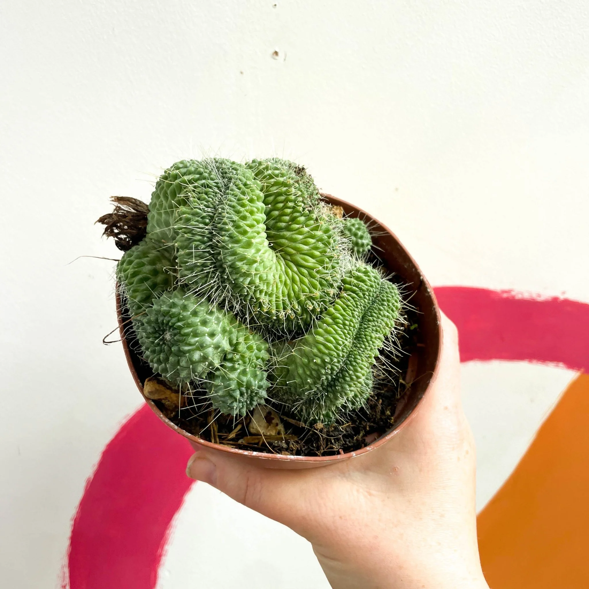 Mammillaria spinosissima 'Un Pico Cristata' - Image 2
