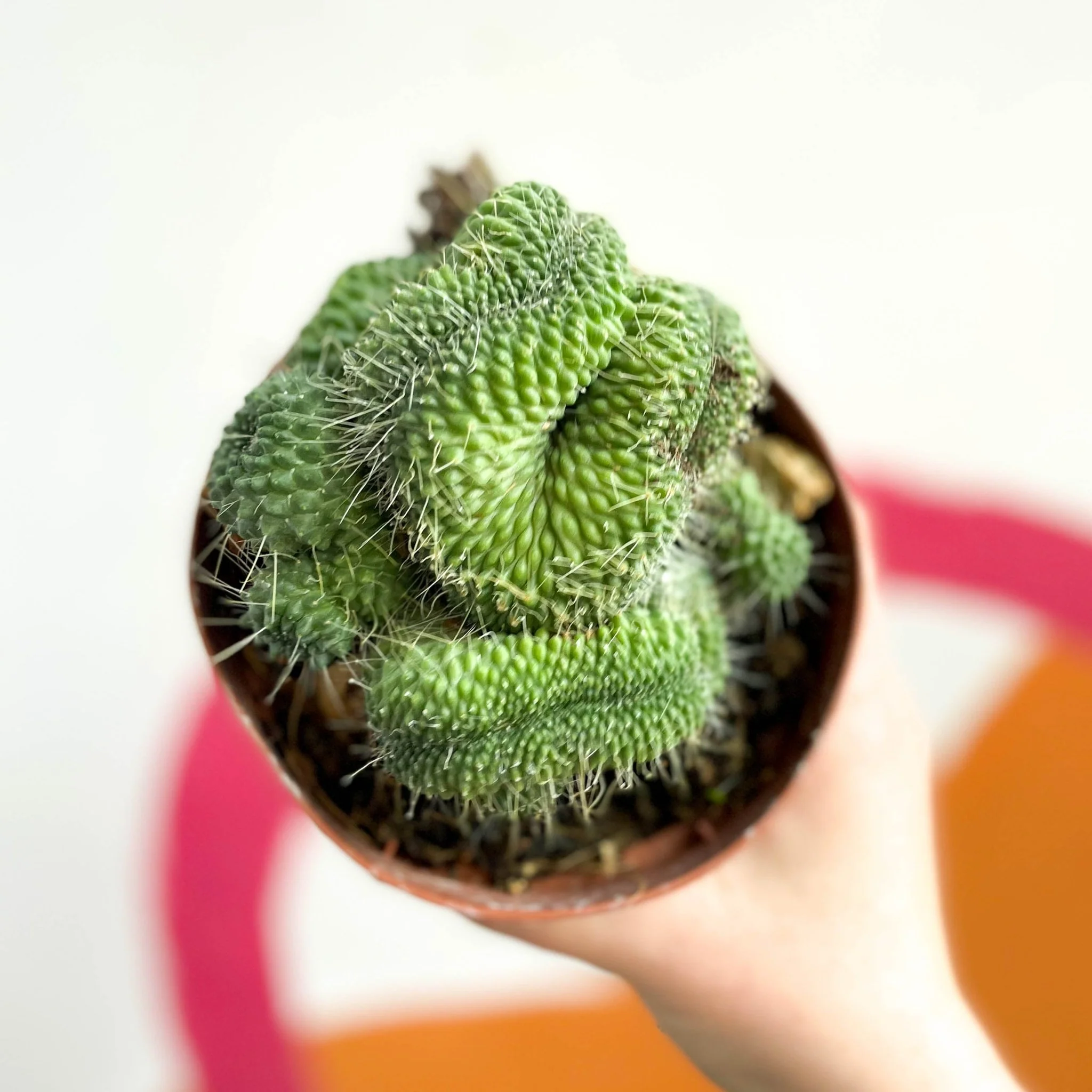Mammillaria spinosissima 'Un Pico Cristata' - Image 3