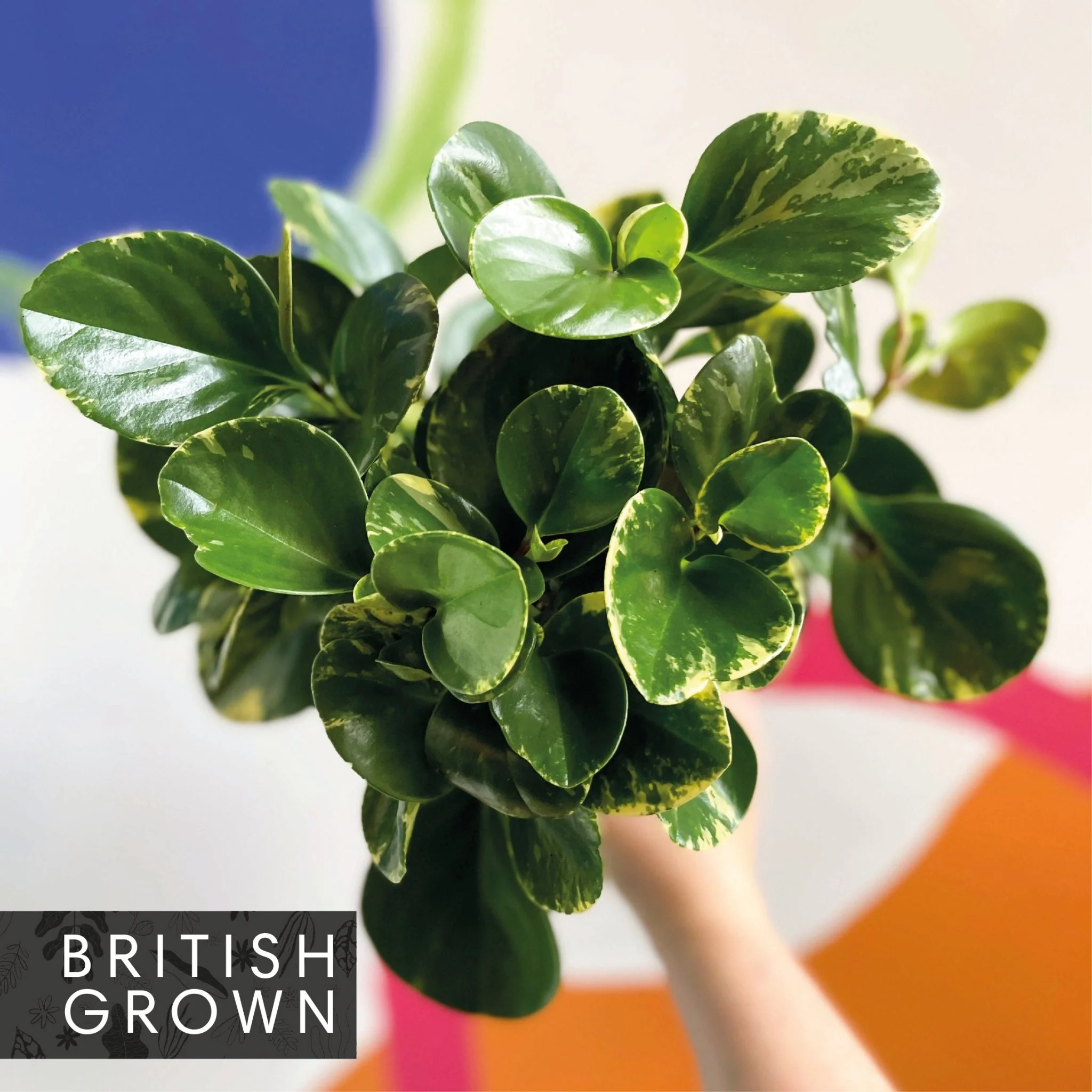Marble Baby Rubberplant - Peperomia obtusifolia `Marble Variegata' - British Grown