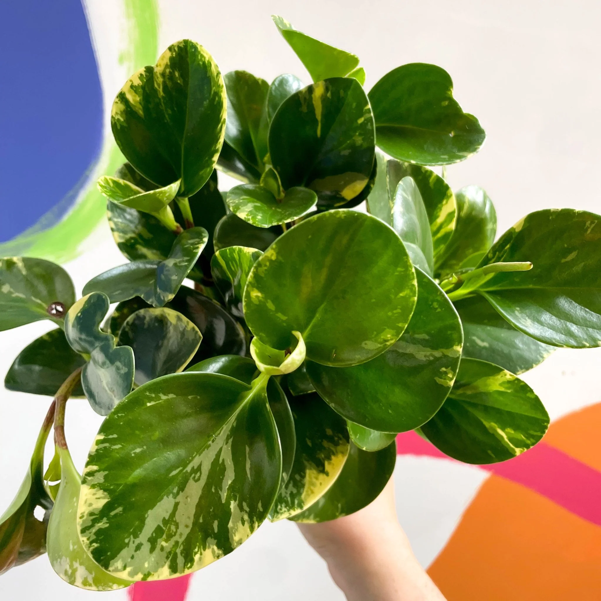 Marble Baby Rubberplant - Peperomia obtusifolia `Marble Variegata' - British Grown - Image 2