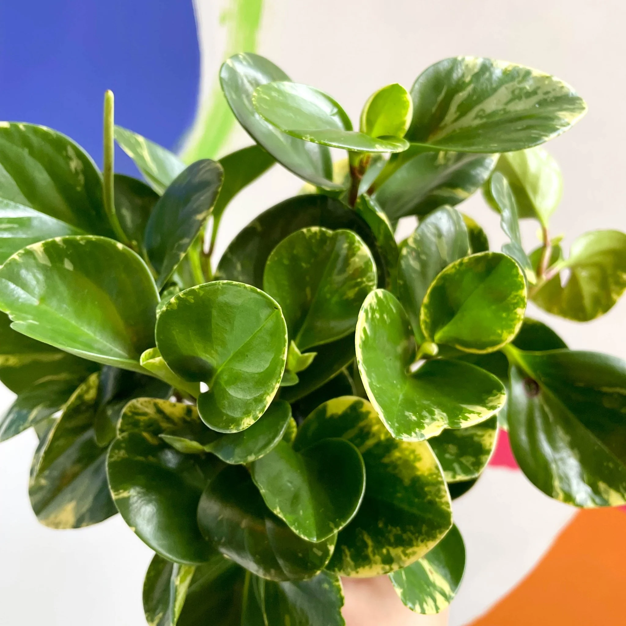 Marble Baby Rubberplant - Peperomia obtusifolia `Marble Variegata' - British Grown - Image 3