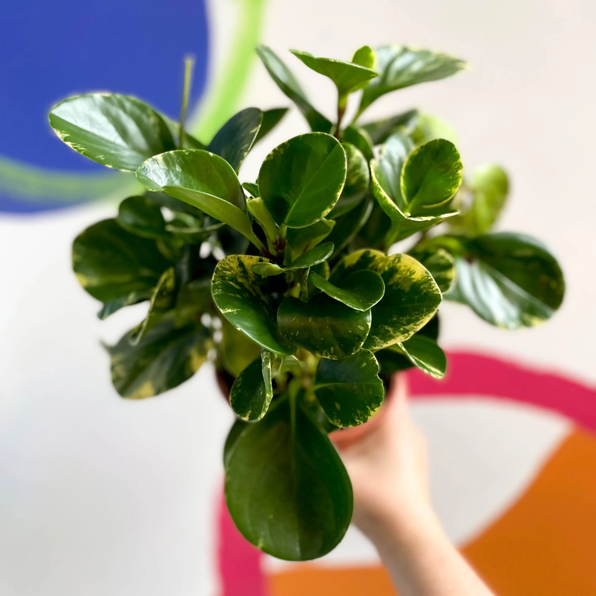 Marble Baby Rubberplant - Peperomia obtusifolia `Marble Variegata' - British Grown - Image 4