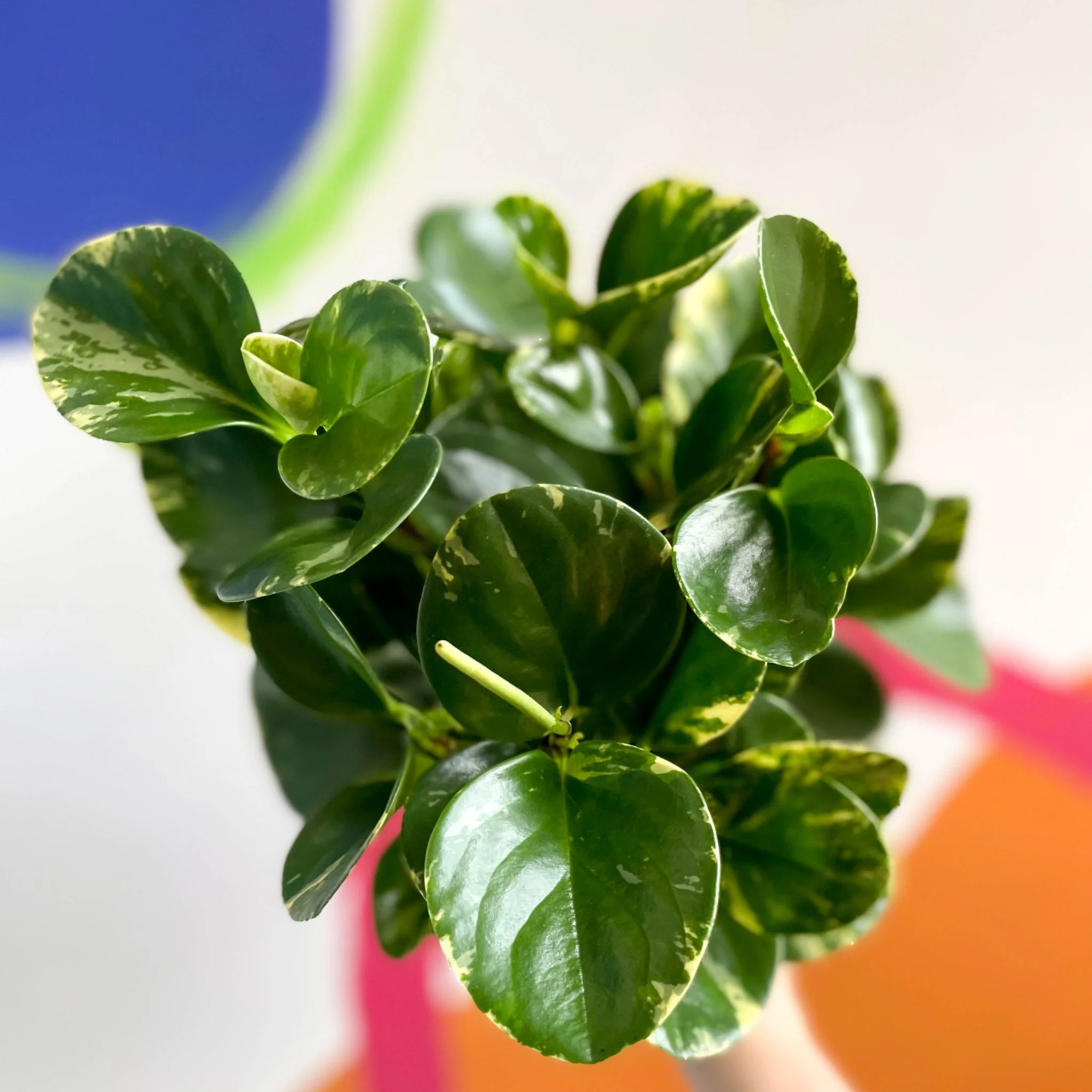Marble Baby Rubberplant - Peperomia obtusifolia `Marble Variegata' - British Grown - Image 5