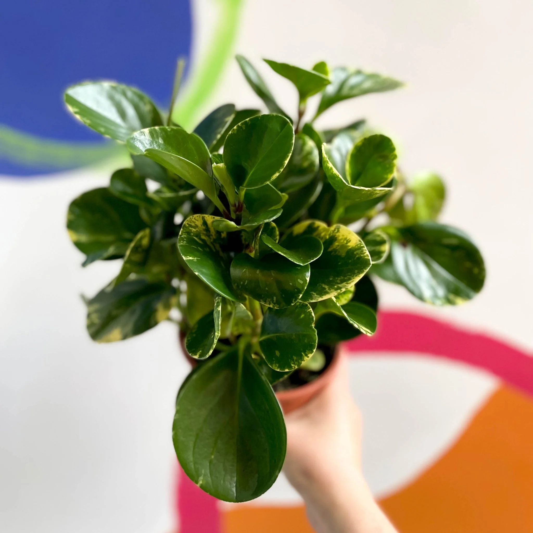 Marble Baby Rubberplant - Peperomia obtusifolia `Marble Variegata' - British Grown - Image 6