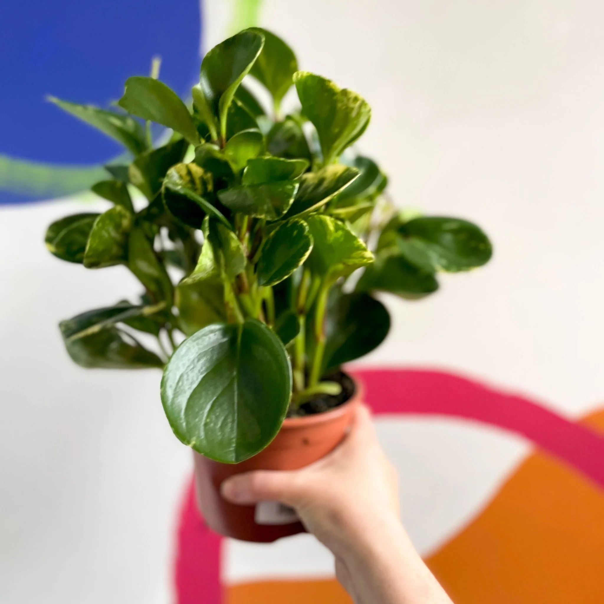Marble Baby Rubberplant - Peperomia obtusifolia `Marble Variegata' - British Grown - Image 7