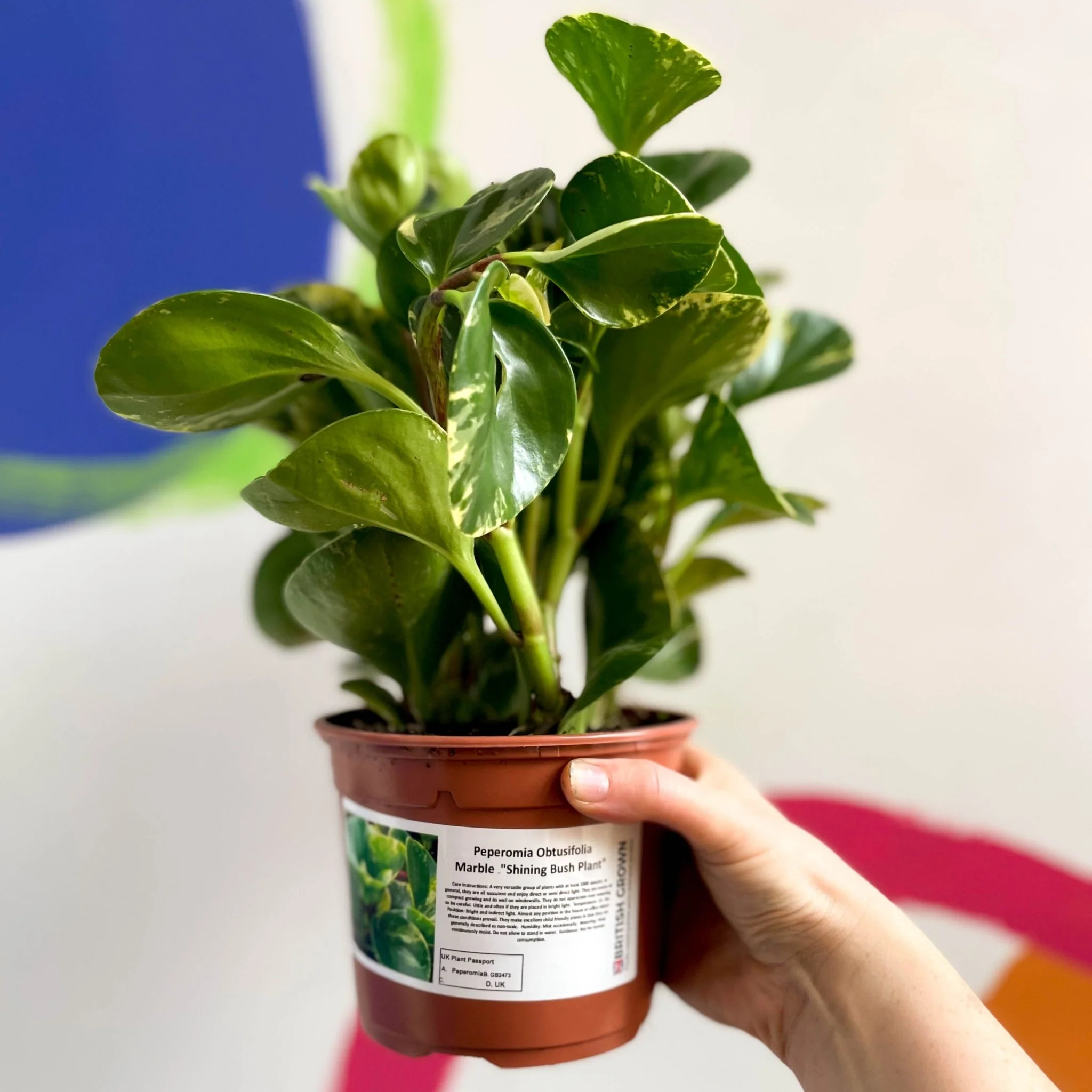 Marble Baby Rubberplant - Peperomia obtusifolia `Marble Variegata' - British Grown - Image 8