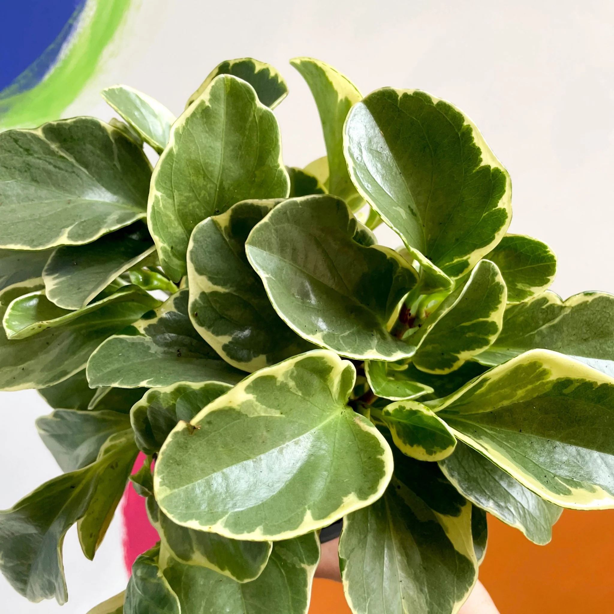Marble Baby Rubberplant - Peperomia obtusifolia `Marble Variegata' - British Grown - Image 9