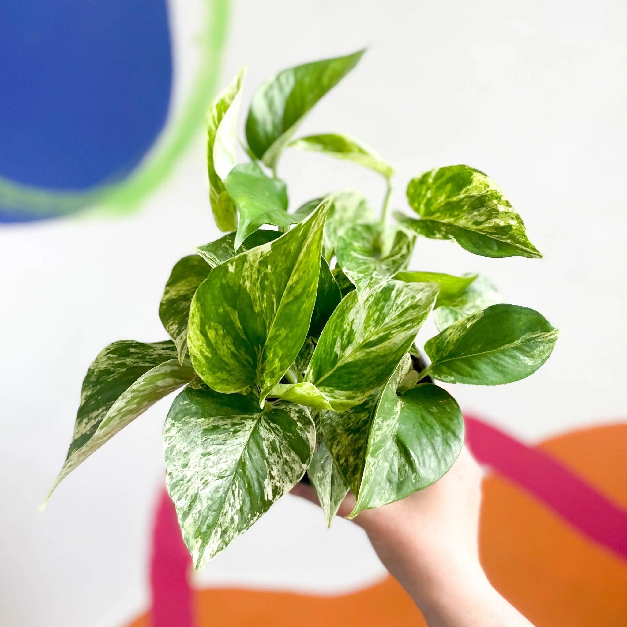 Epipremnum aureum 'Marble Queen' - Marble Queen Pothos