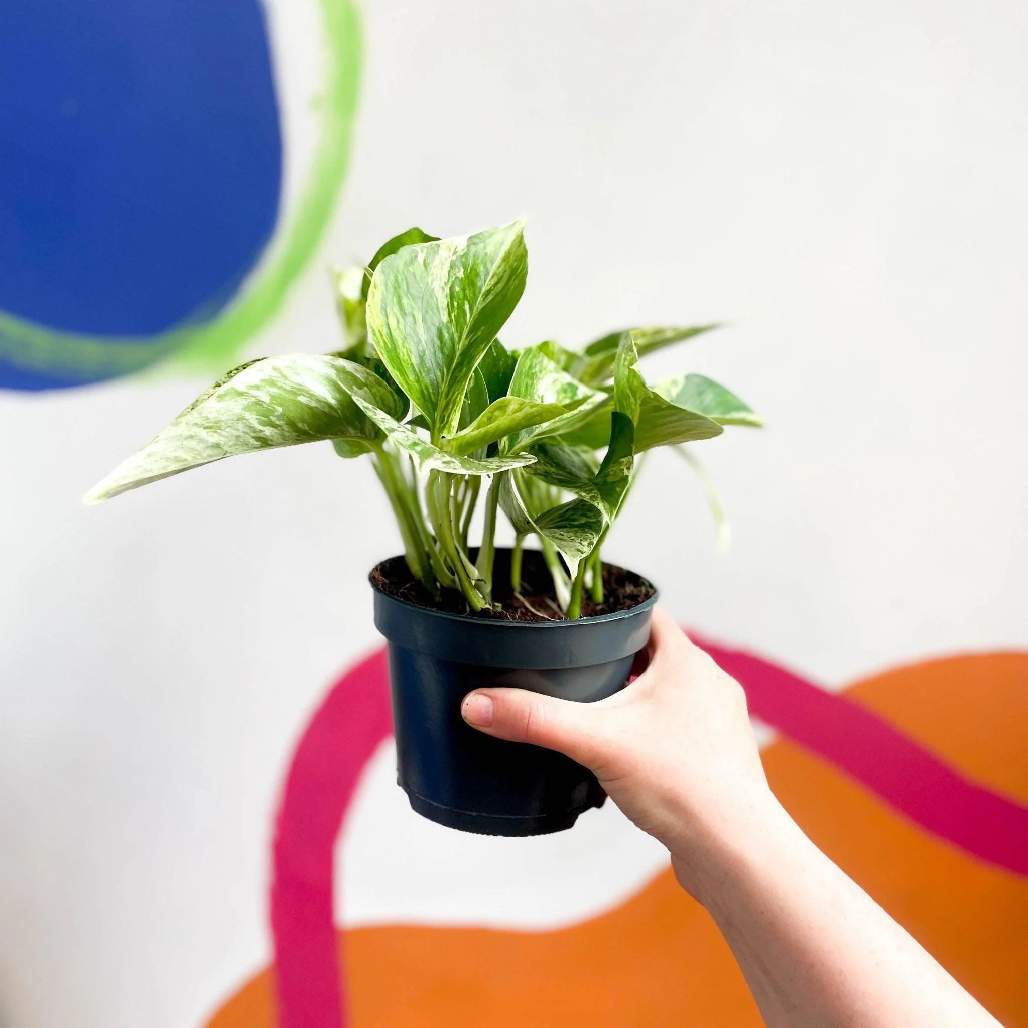 Epipremnum aureum 'Marble Queen' - Marble Queen Pothos - Image 2