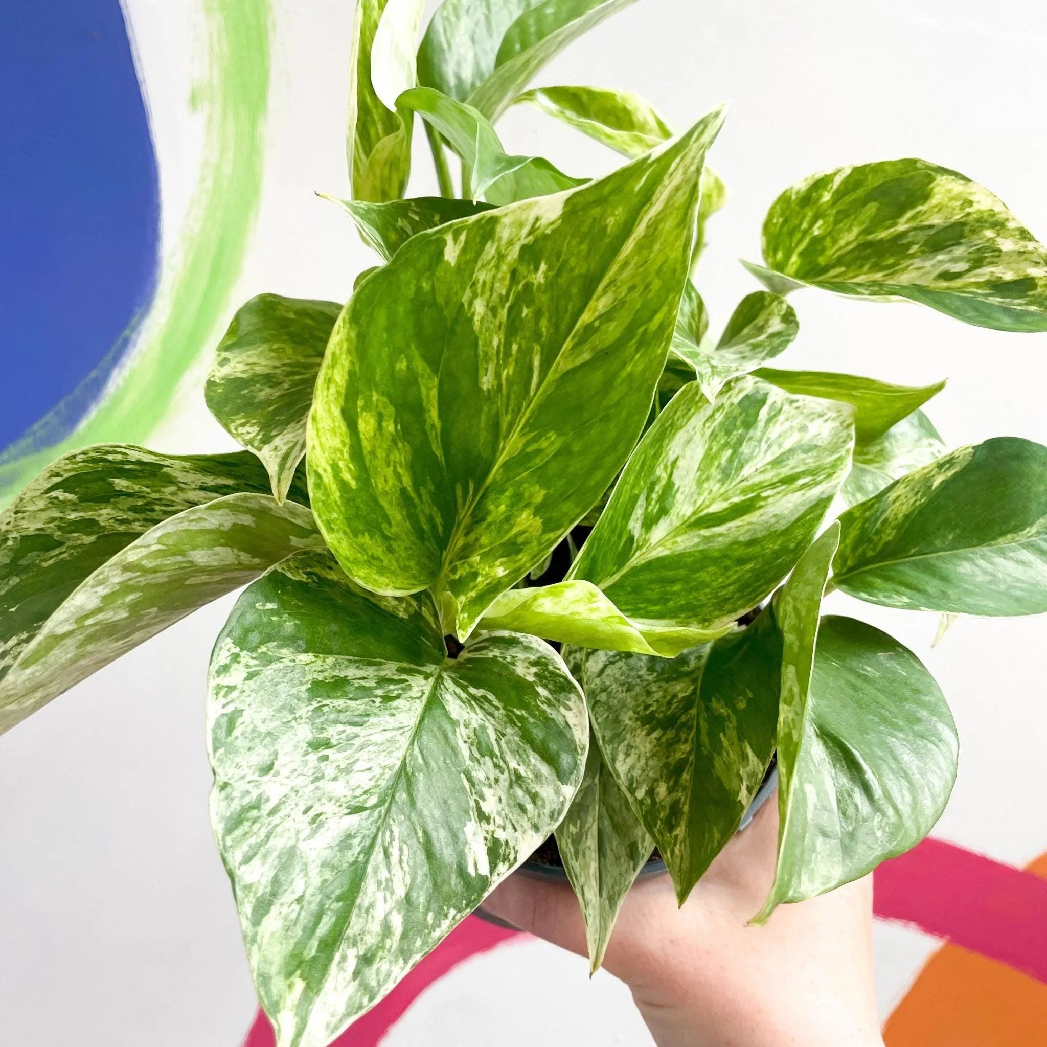Epipremnum aureum 'Marble Queen' - Marble Queen Pothos - Image 3