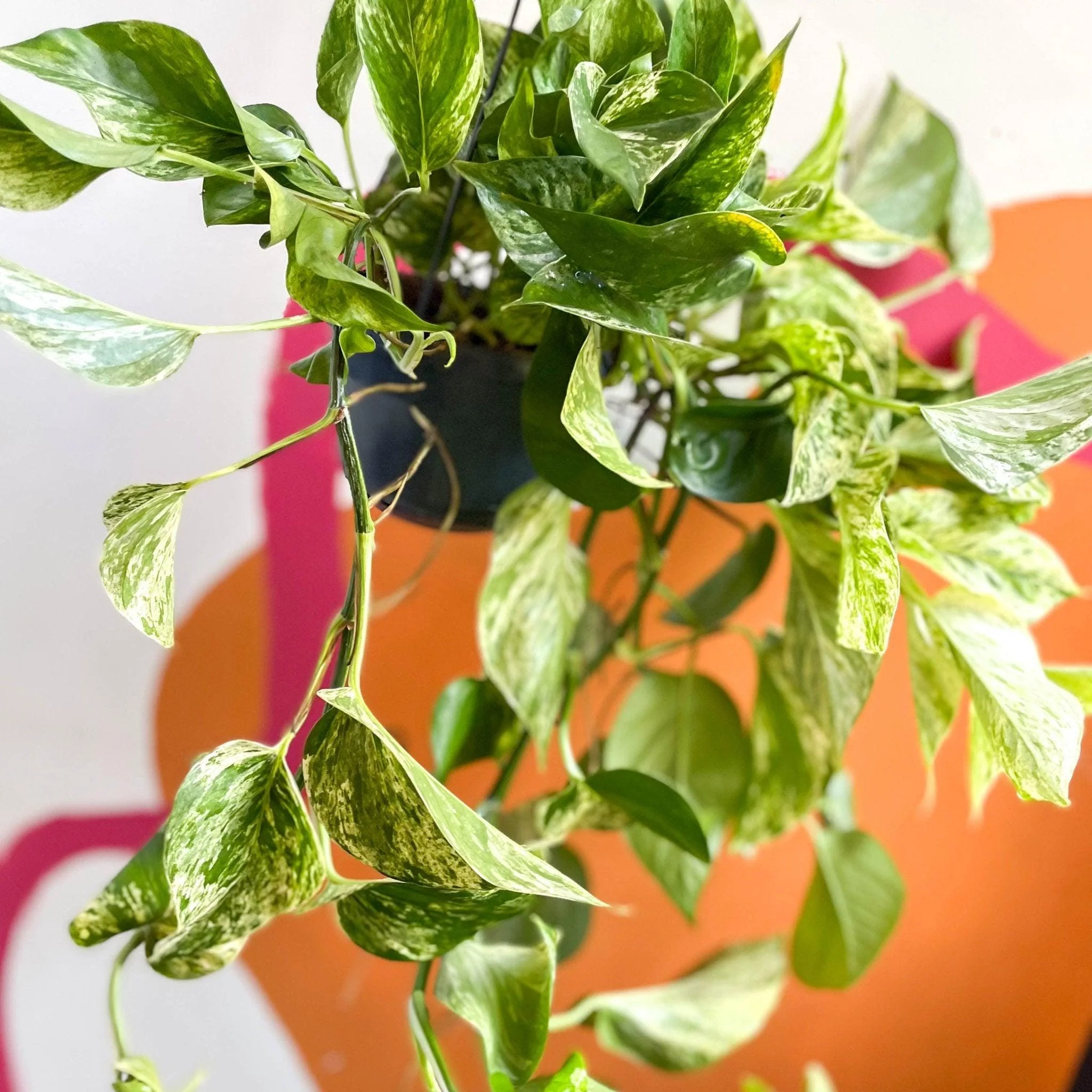 Epipremnum aureum 'Marble Queen' - Marble Queen Pothos - Image 4