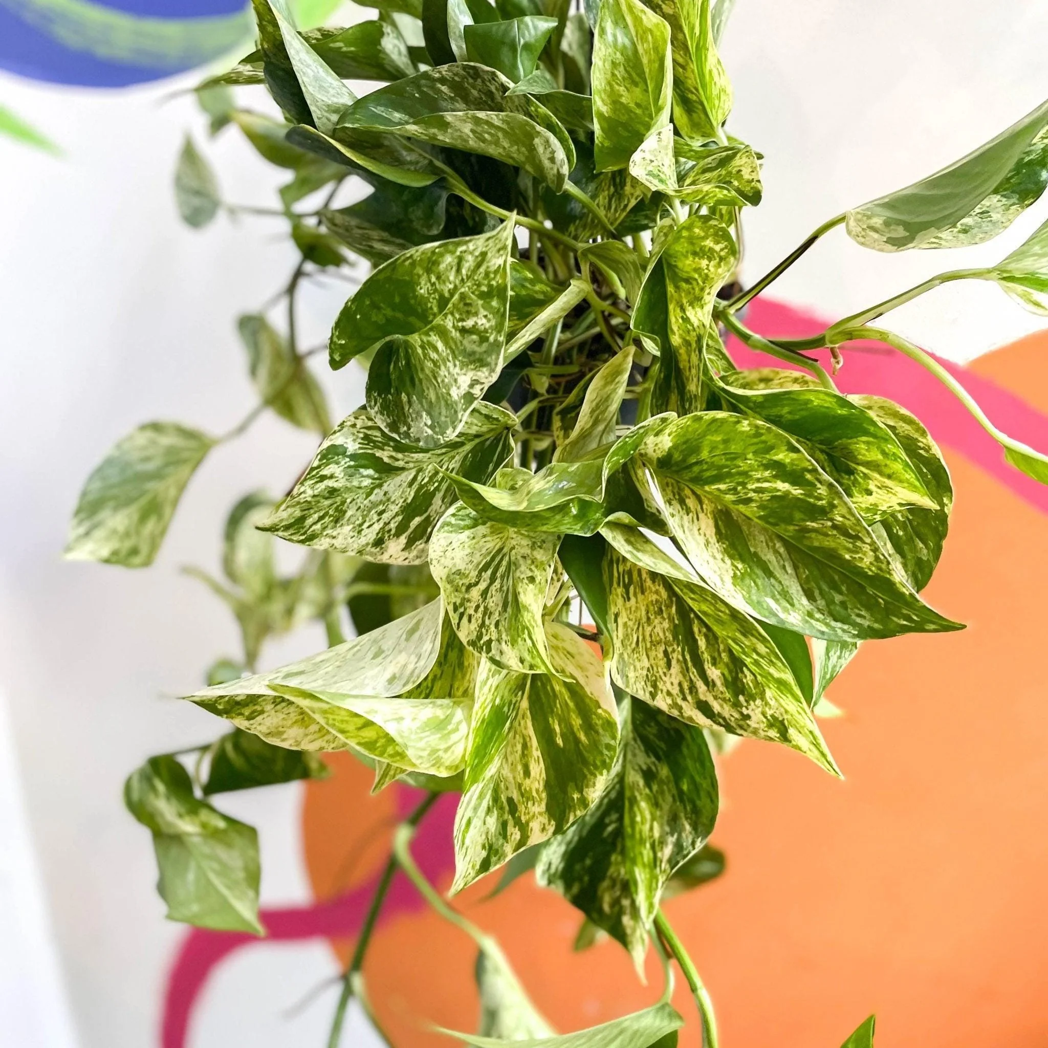 Epipremnum aureum 'Marble Queen' - Marble Queen Pothos - Image 5