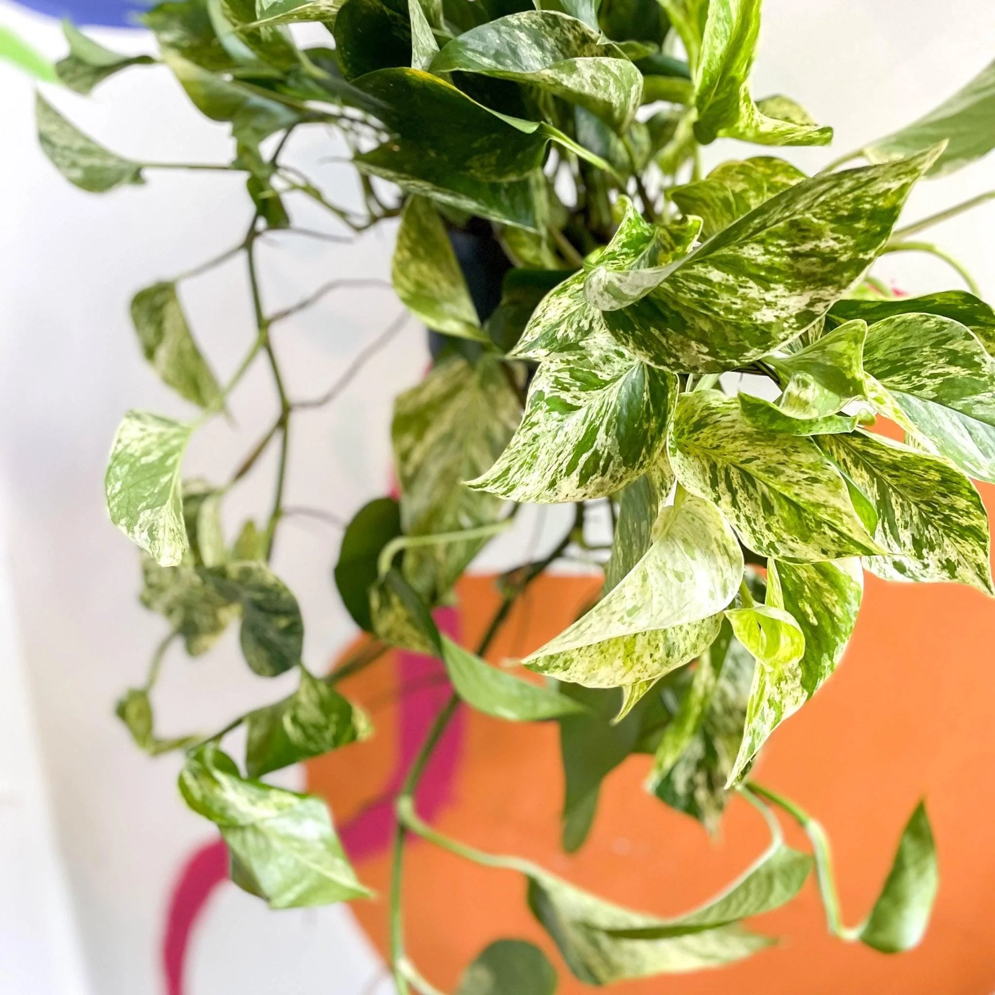Epipremnum aureum 'Marble Queen' - Marble Queen Pothos - Image 6