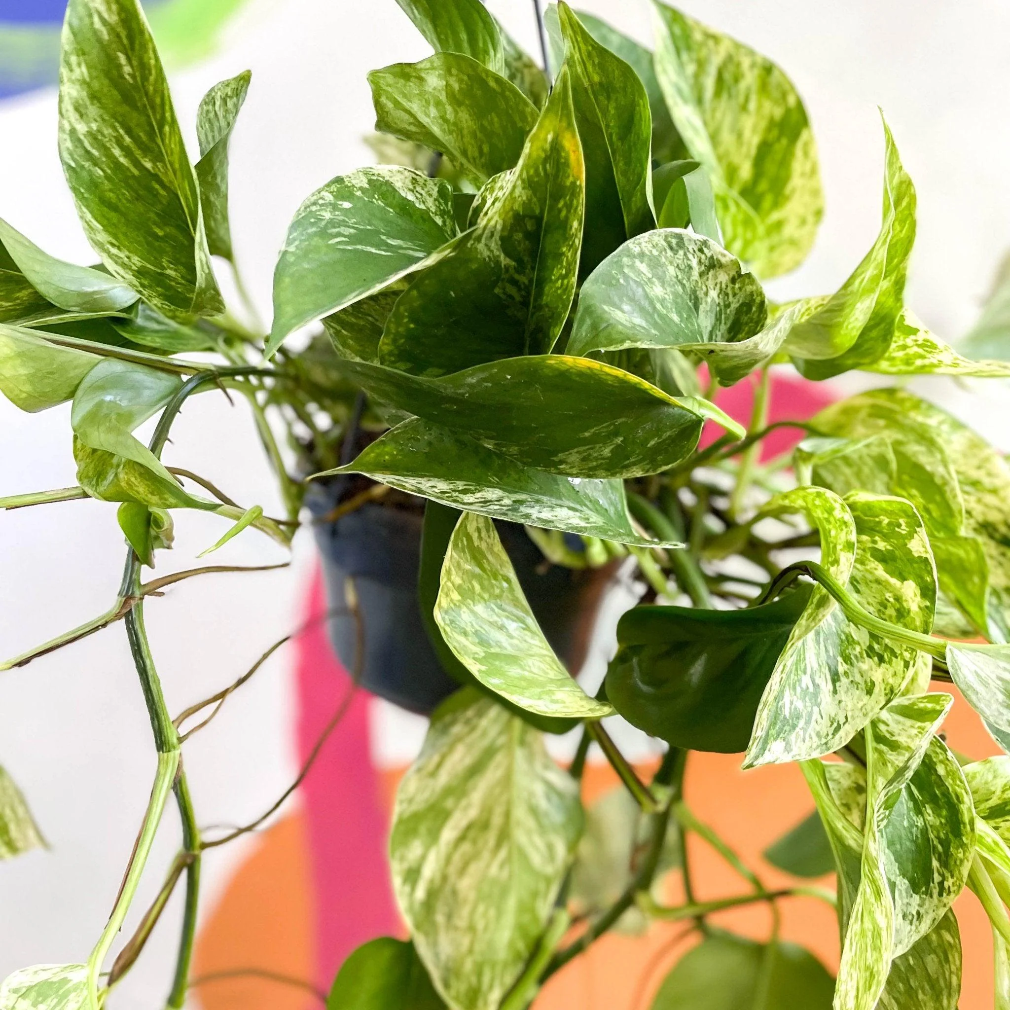 Epipremnum aureum 'Marble Queen' - Marble Queen Pothos - Image 7