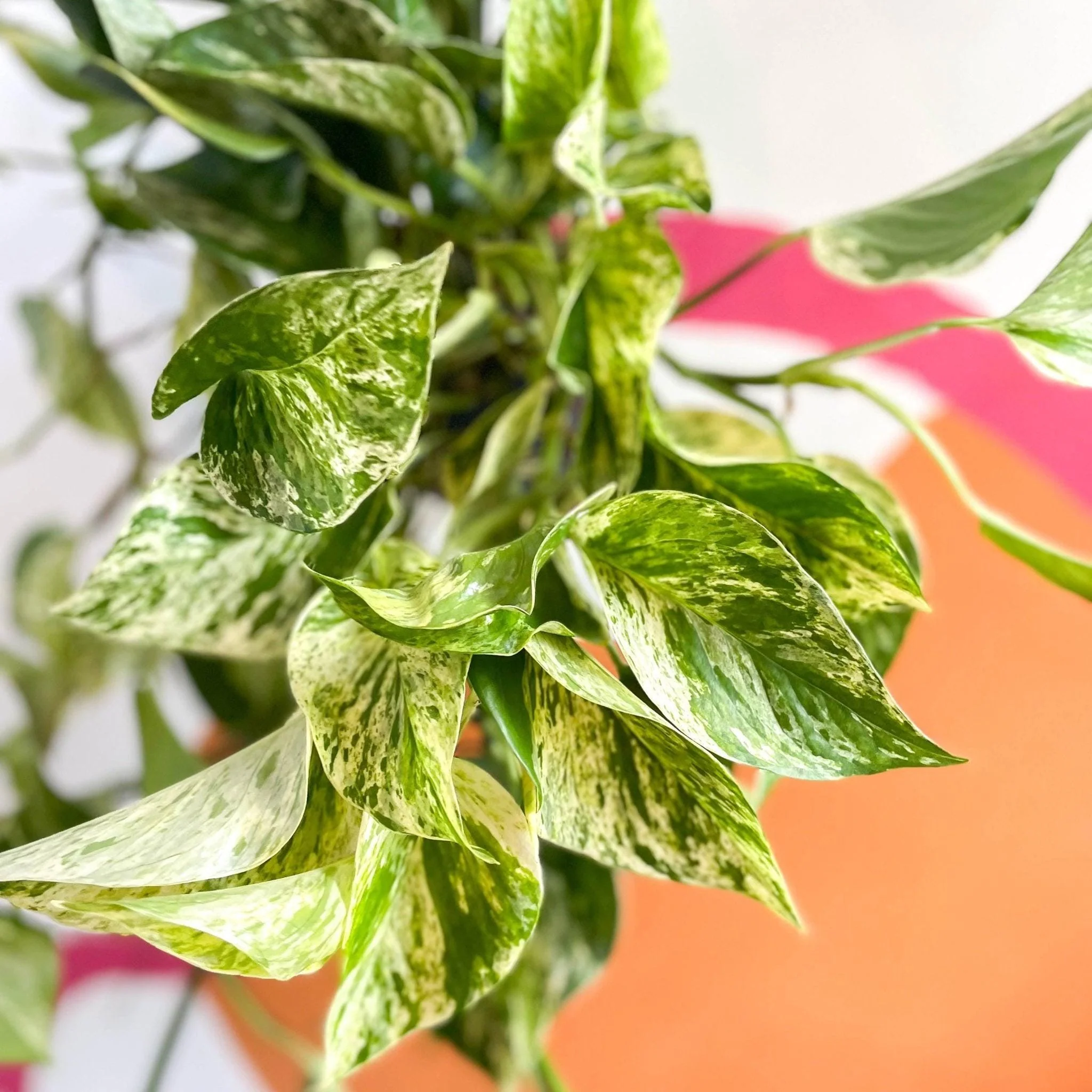 Epipremnum aureum 'Marble Queen' - Marble Queen Pothos - Image 8