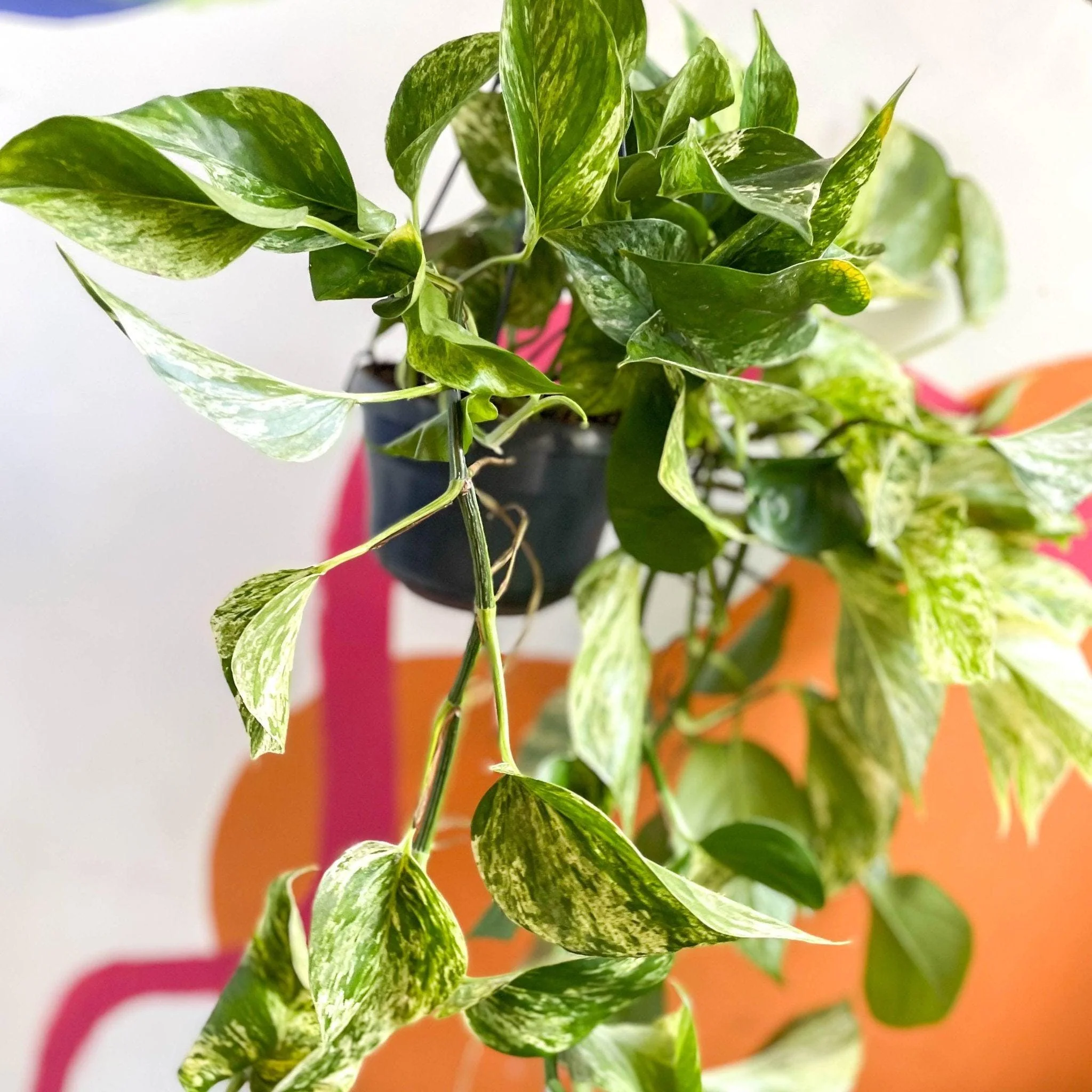 Epipremnum aureum 'Marble Queen' - Marble Queen Pothos - Image 9