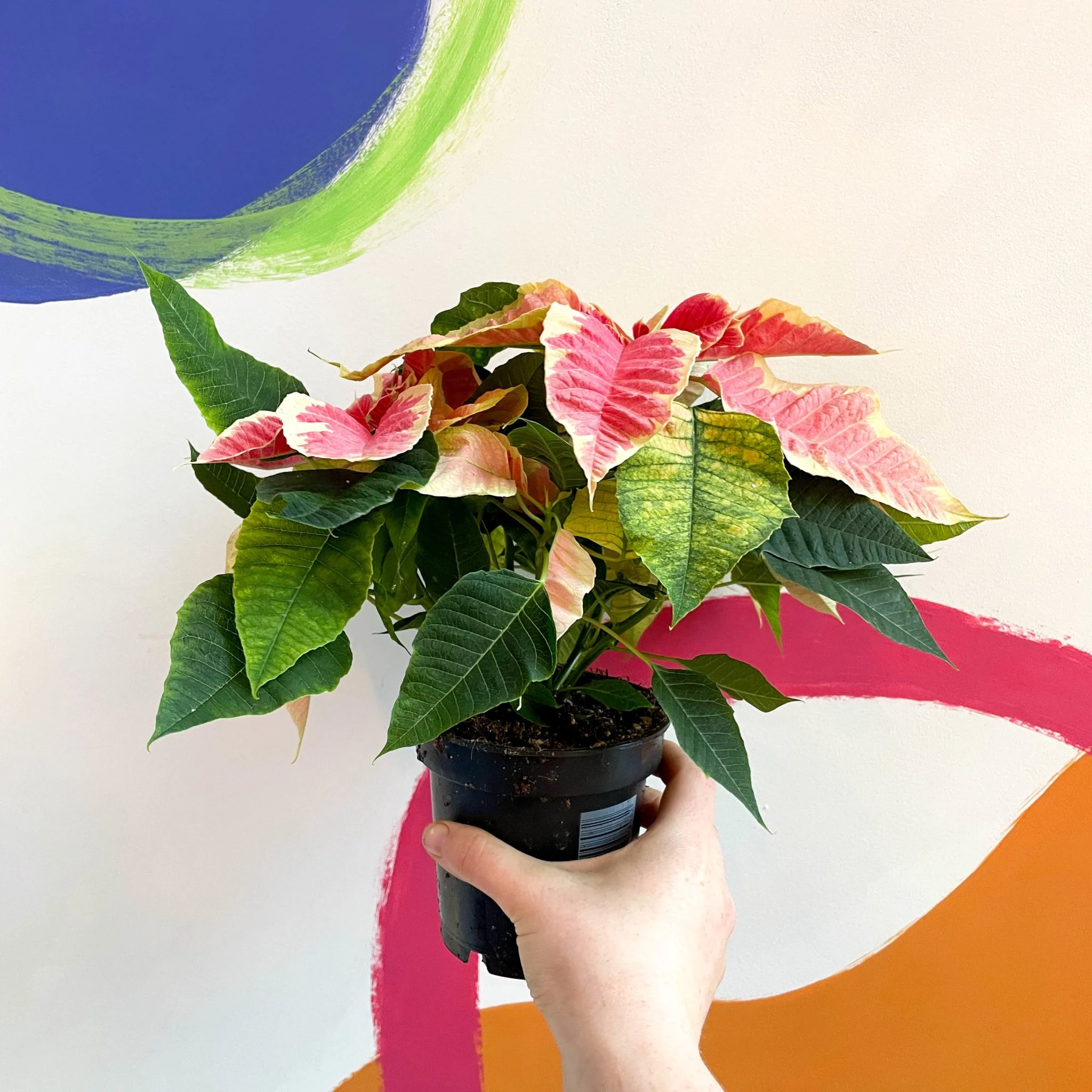 Marbled Poinsettia - Euphorbia pulcherrima 'Christmas Beauty Marble' - Image 3