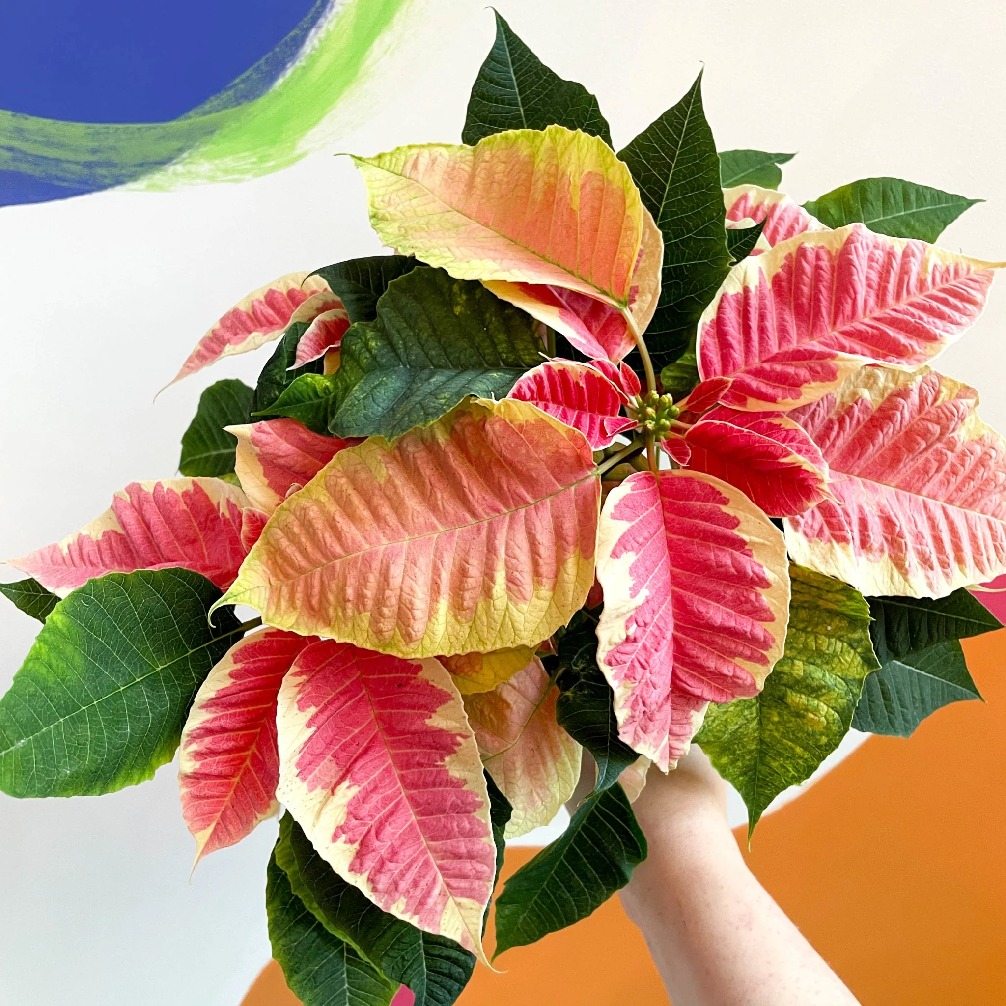 Marbled Poinsettia - Euphorbia pulcherrima 'Christmas Beauty Marble' - Image 5