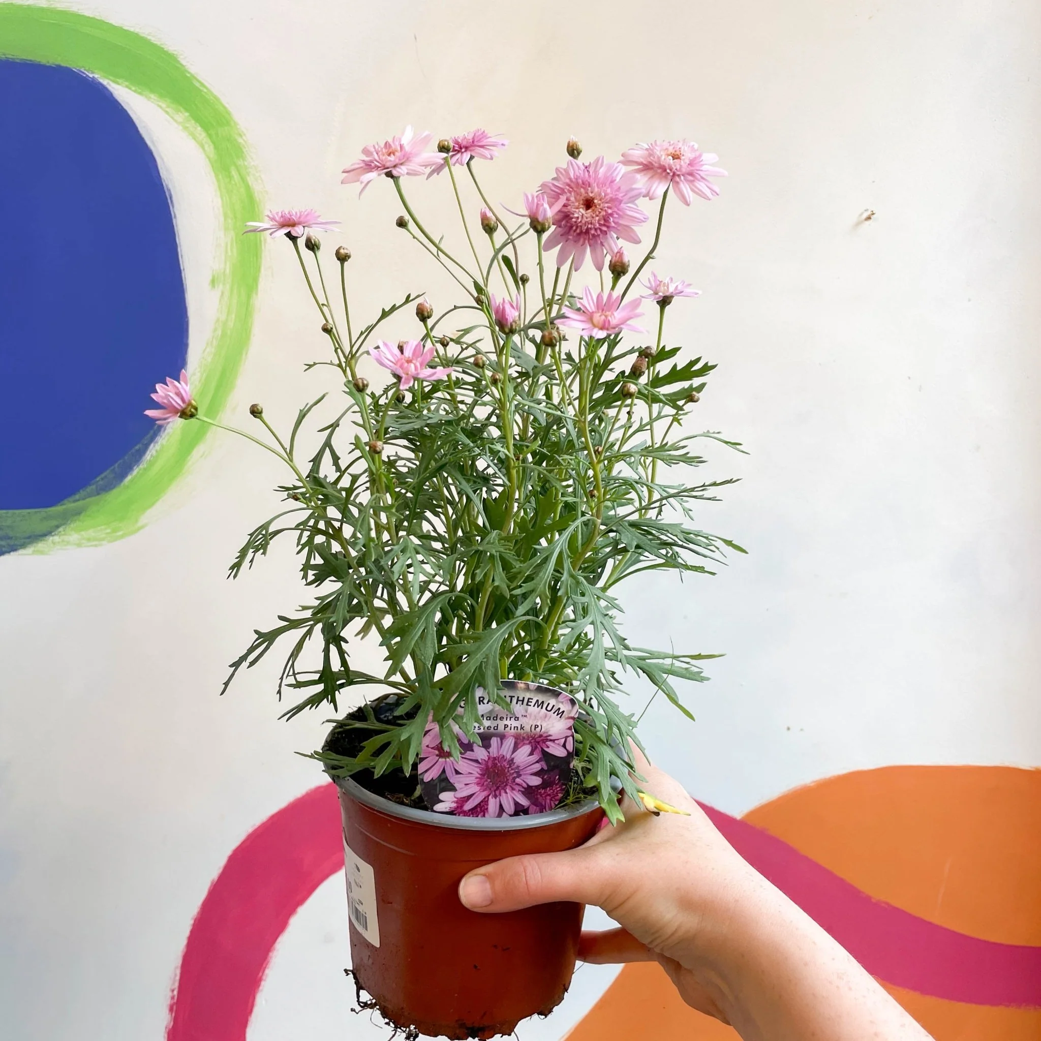 Marguerite Daisy - Argyranthemum 'Madeira Crested Pink' - British Grown