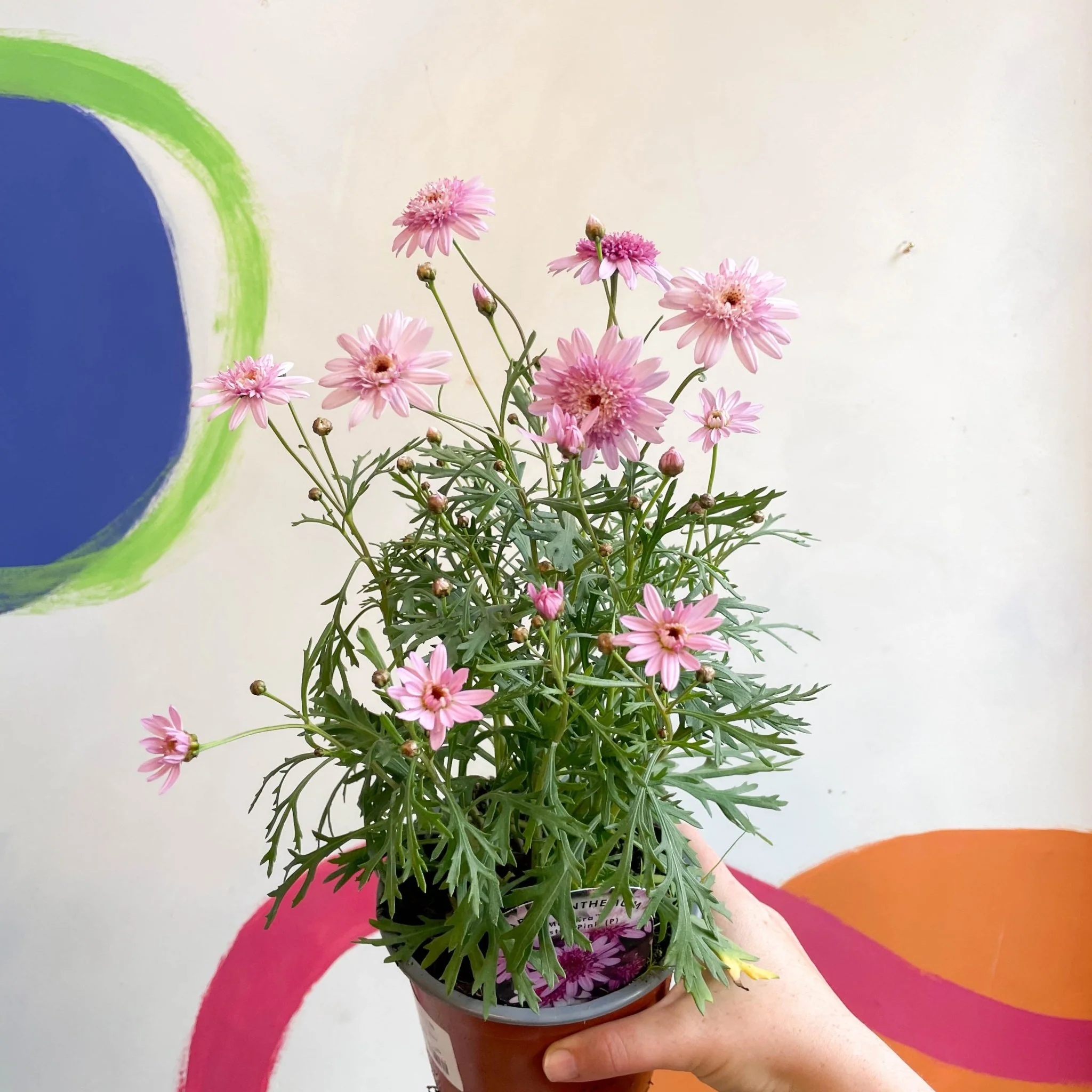 Marguerite Daisy - Argyranthemum 'Madeira Crested Pink' - British Grown - Image 5