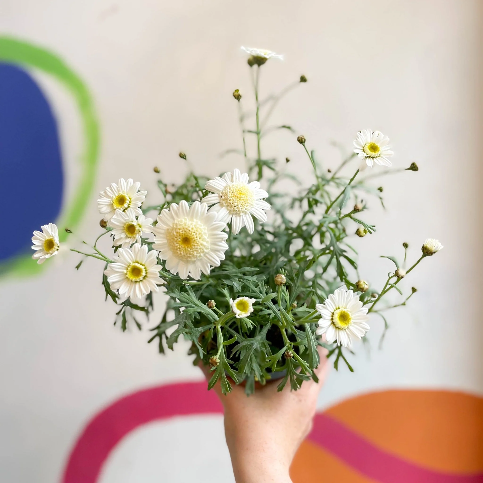 Marguerite Daisy - Argyranthemum 'Madeira Crested White' - British Grown - Image 4