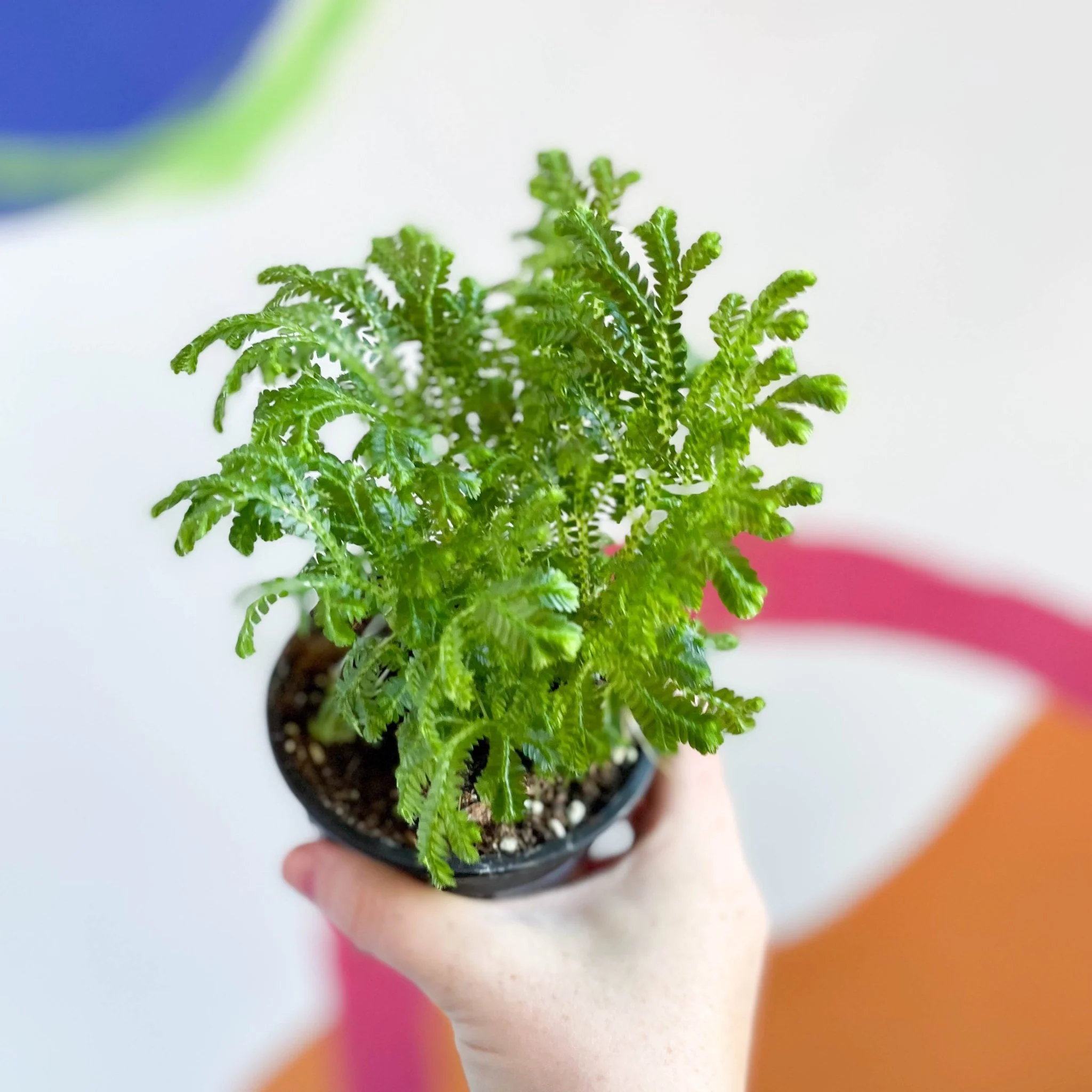 Selaginella martensii 'Jori' - Martens Clubmoss - Image 5
