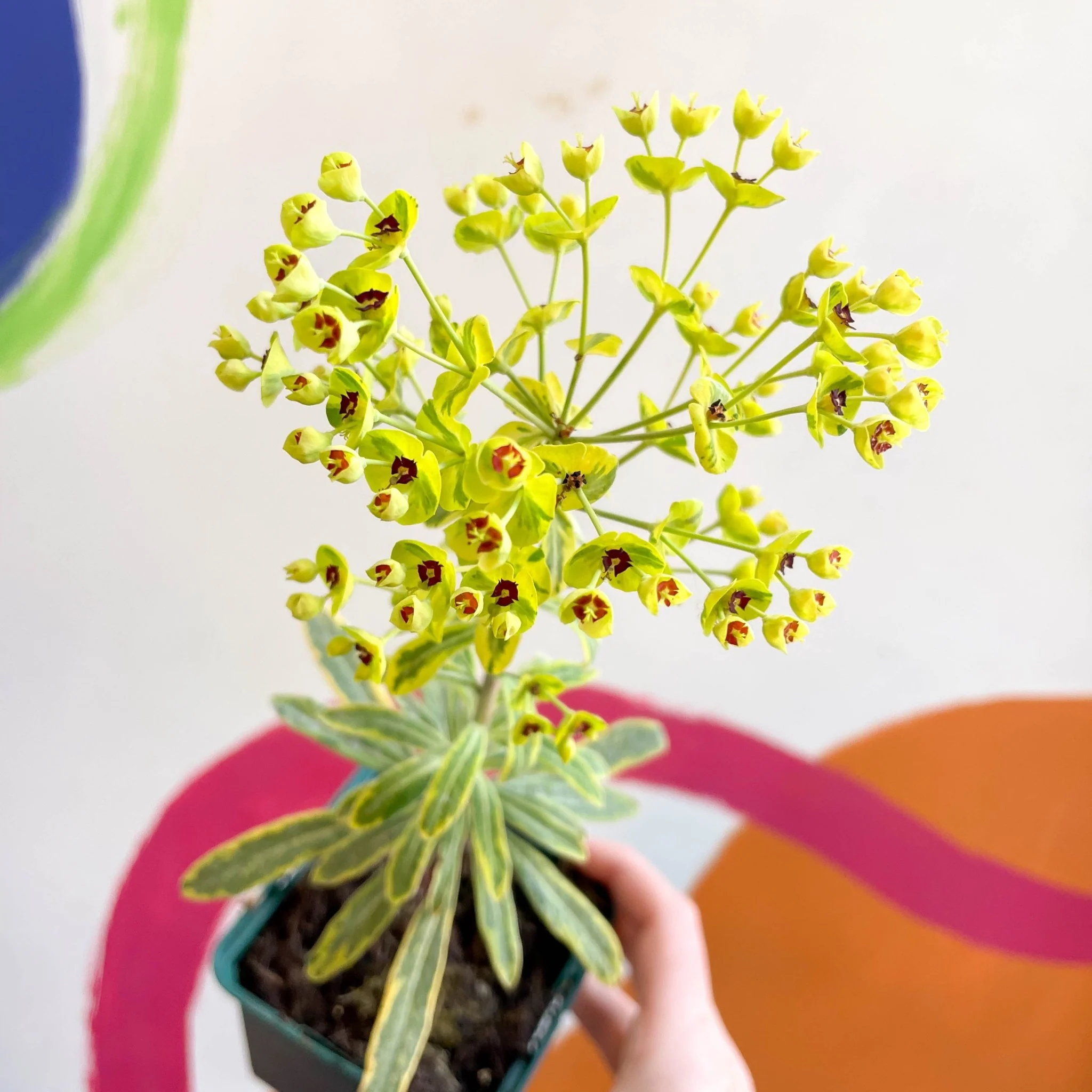 Martin's Spurge - Euphorbia × martini 'Ascot Rainbow' - Cotswold Grown Perennial