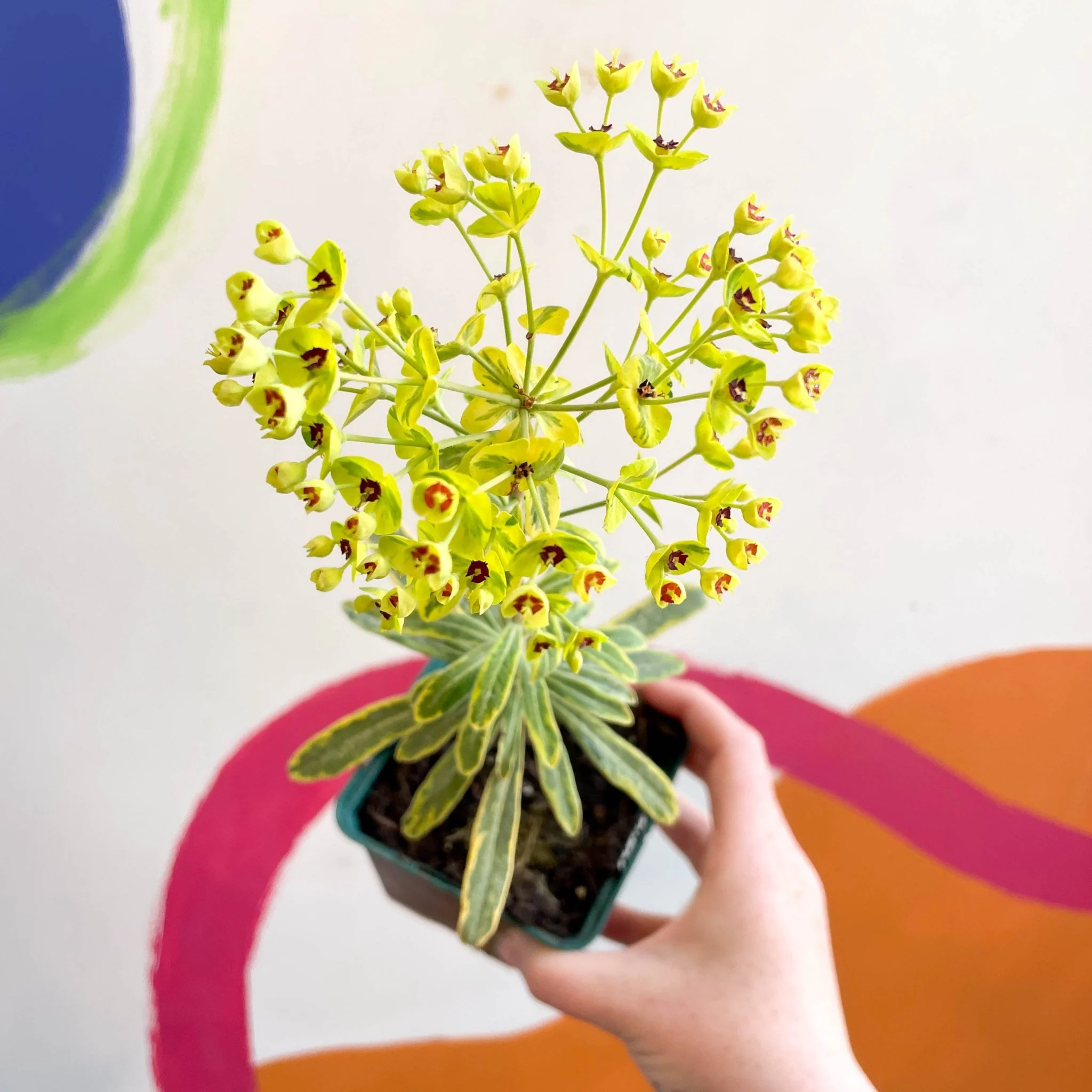 Martin's Spurge - Euphorbia × martini 'Ascot Rainbow' - Cotswold Grown Perennial - Image 4