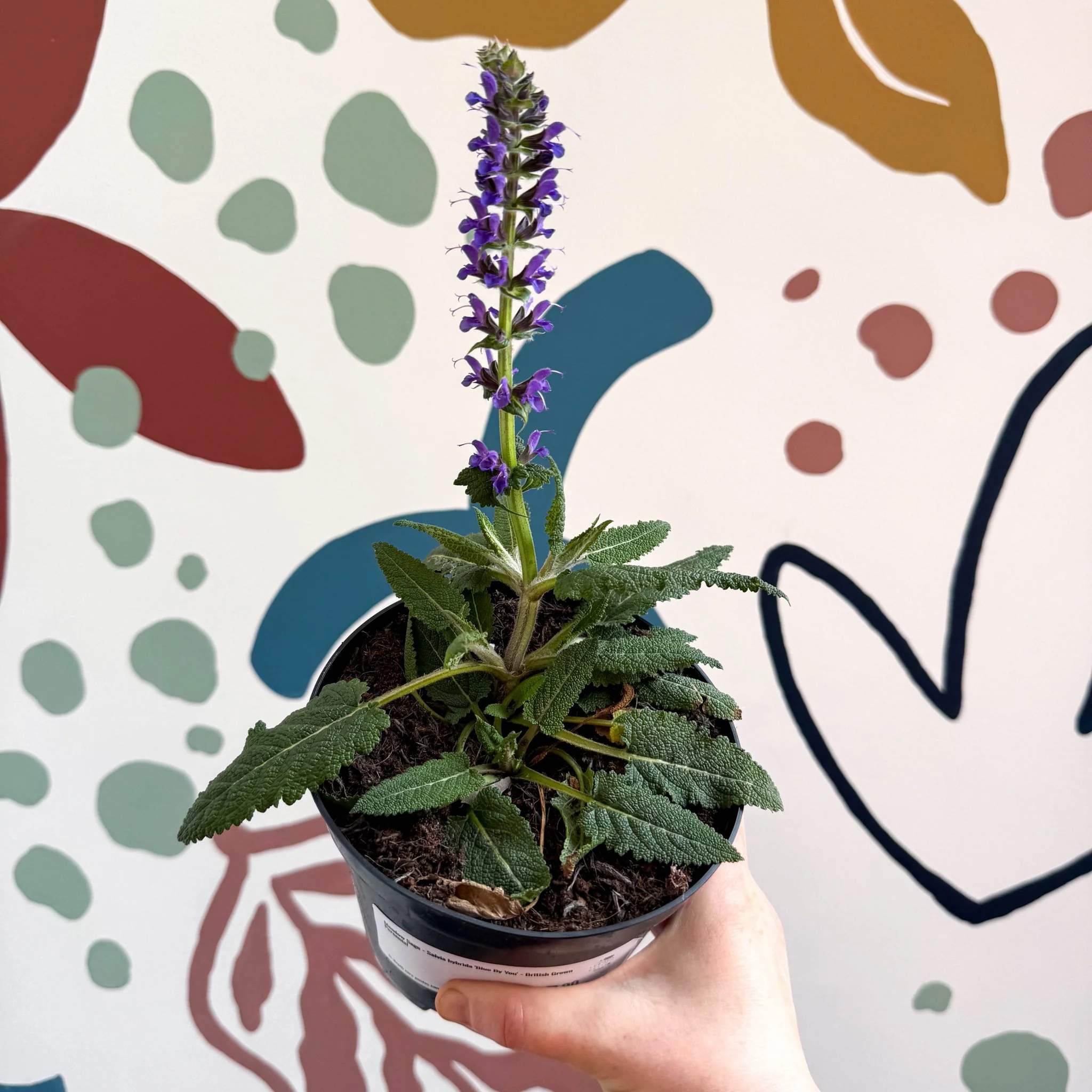 Meadow Sage - Salvia hybrida 'Blue By You' - British Grown Perennial - Image 2