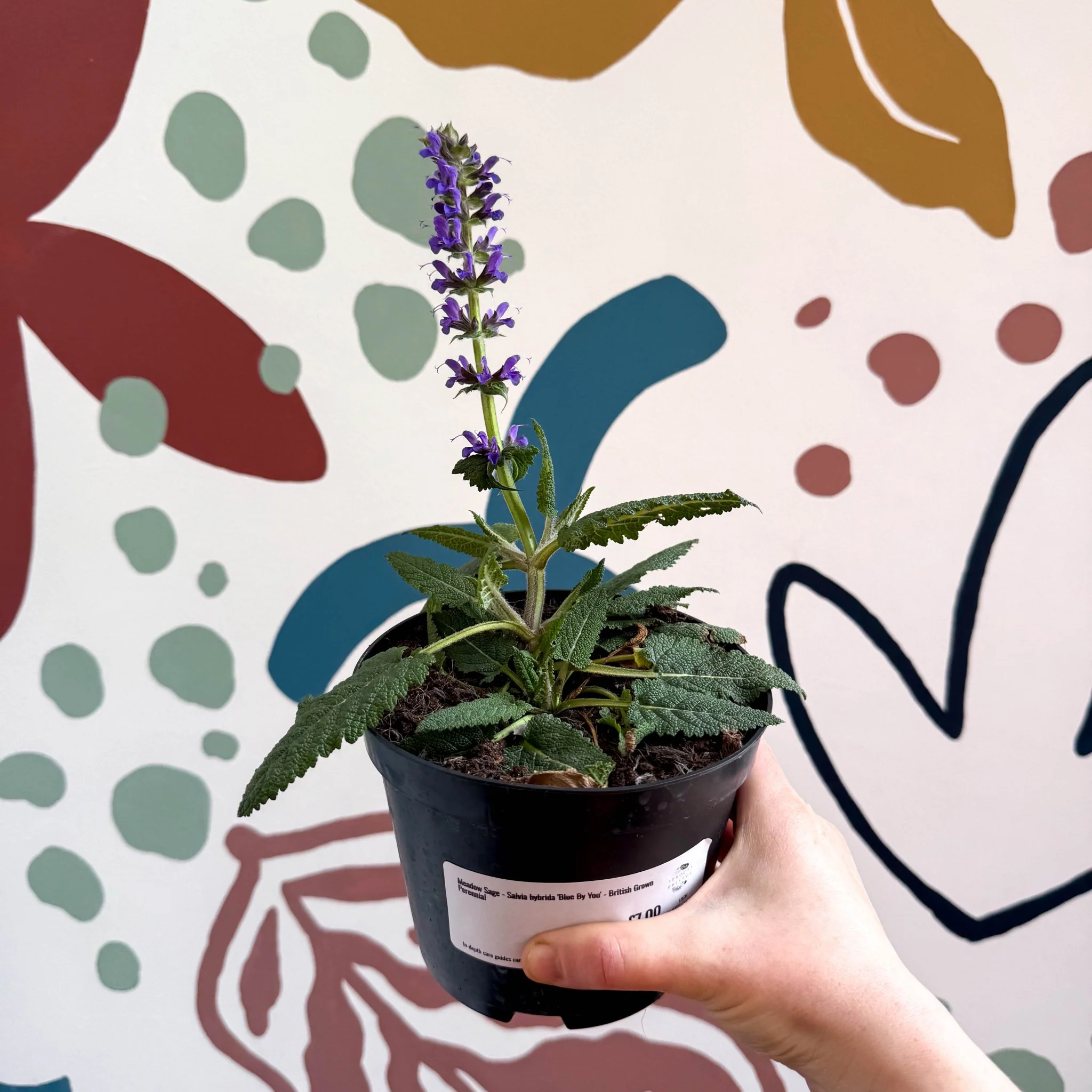 Meadow Sage - Salvia hybrida 'Blue By You' - British Grown Perennial - Image 3